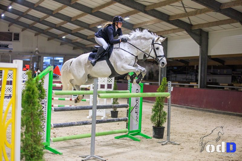 kwpn springpaard ruin 15 years old schimmel for sale - Photo 5