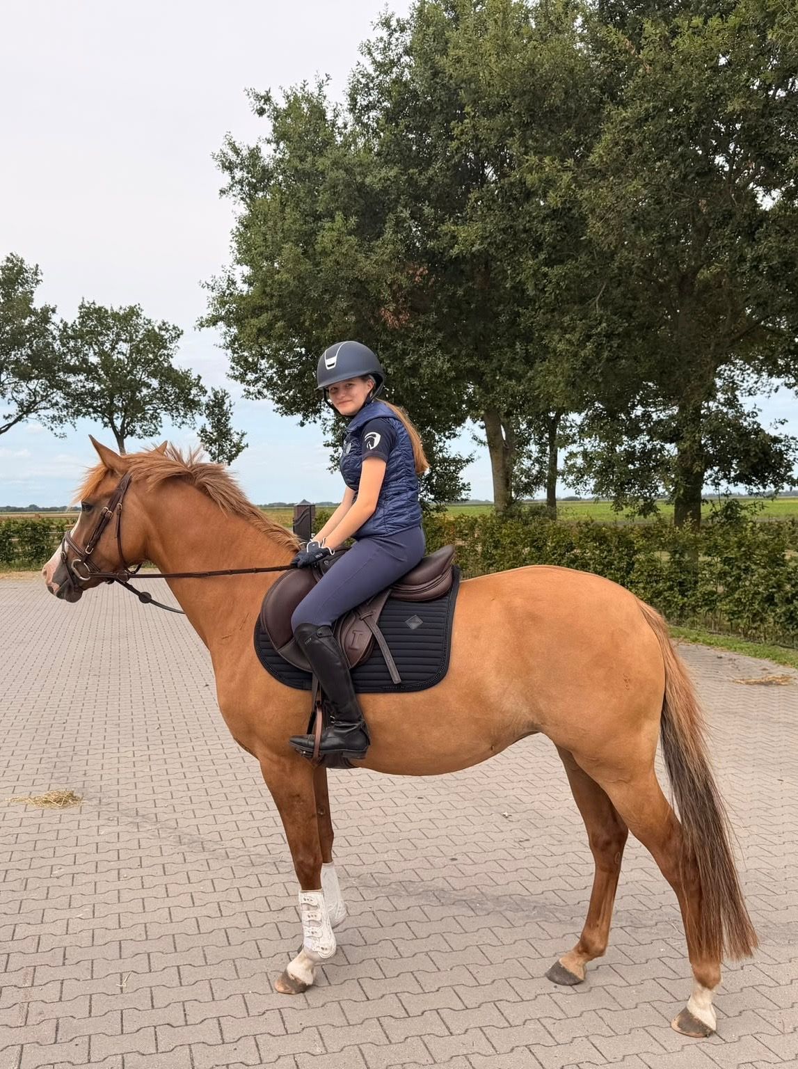 Geweldige 5 jarige Duitse rijpony allround