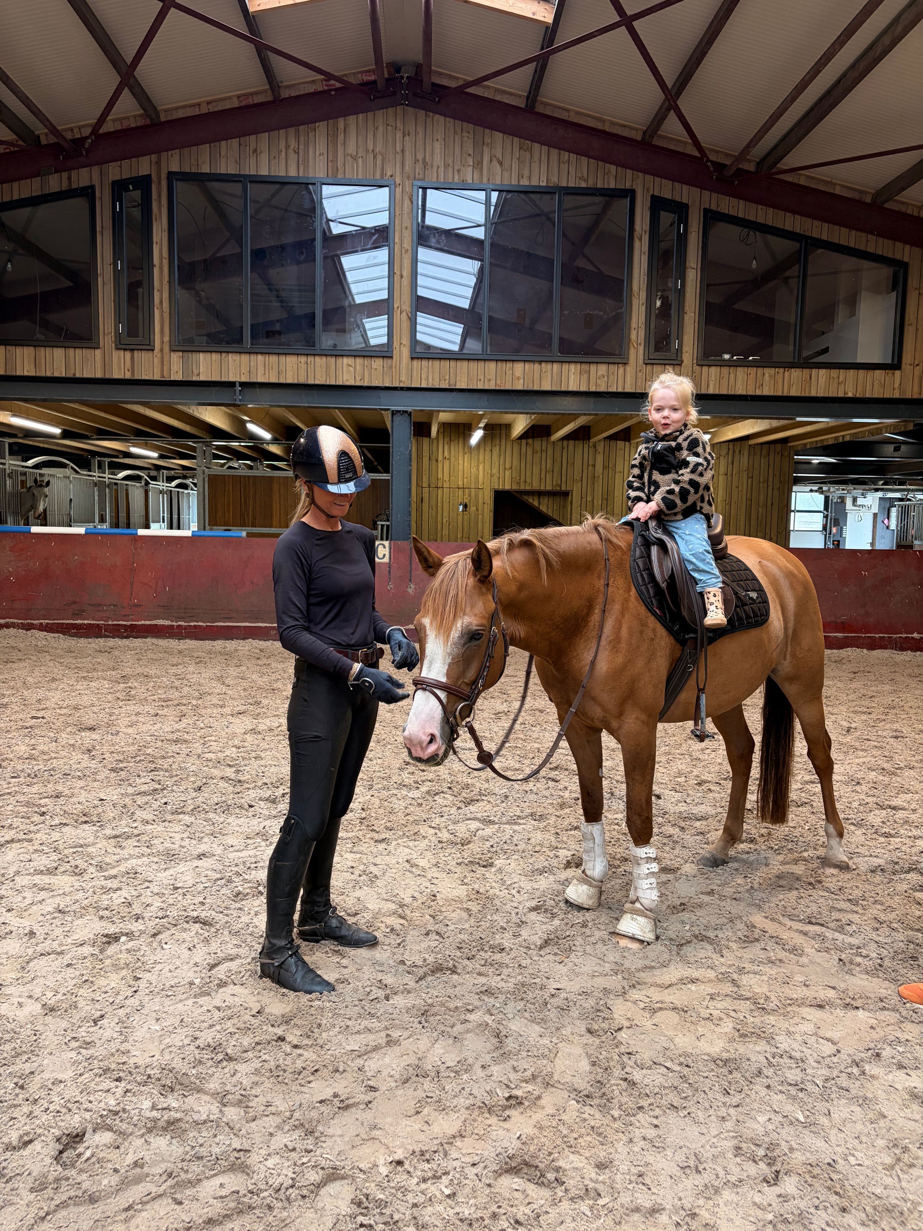 duitse-rijpony allround-pony merrie 5 jaar te koop - Foto 5