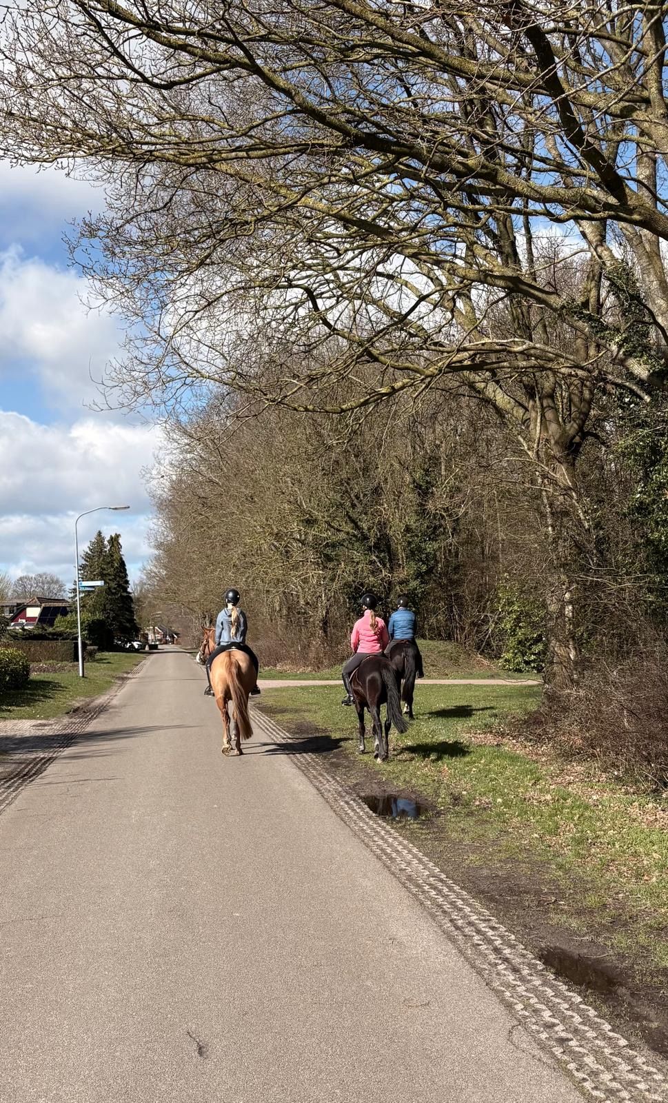 duitse-rijpony allround-pony merrie 5 jaar te koop - Foto 4