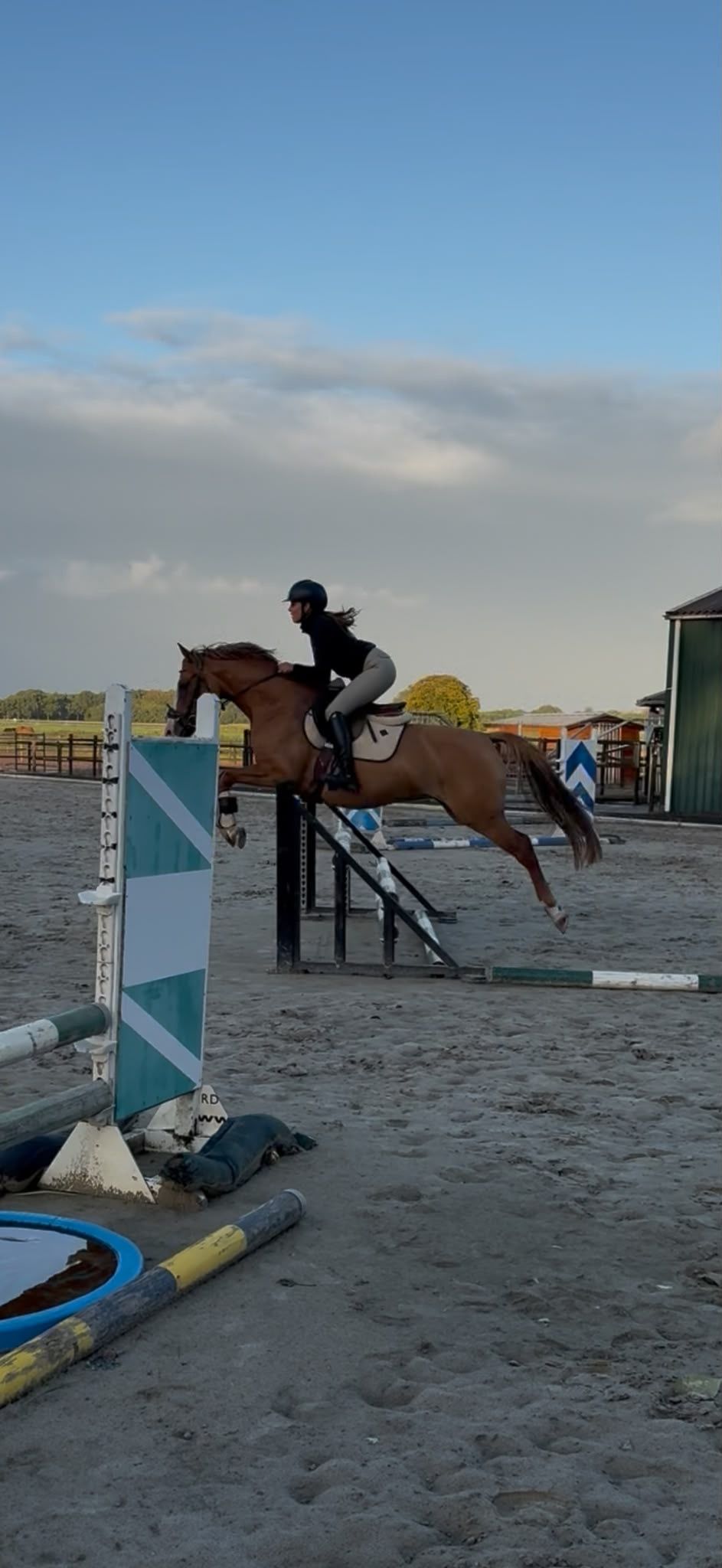 duitse-rijpony allround-pony merrie 5 jaar te koop - Foto 2