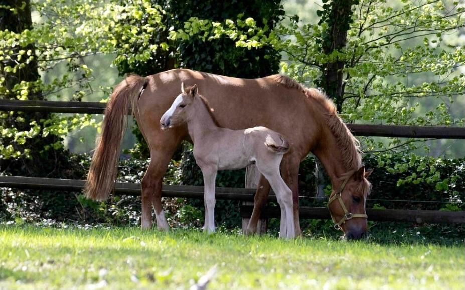 duitse-rijpony allround-pony merrie 5 jaar te koop - Foto 3