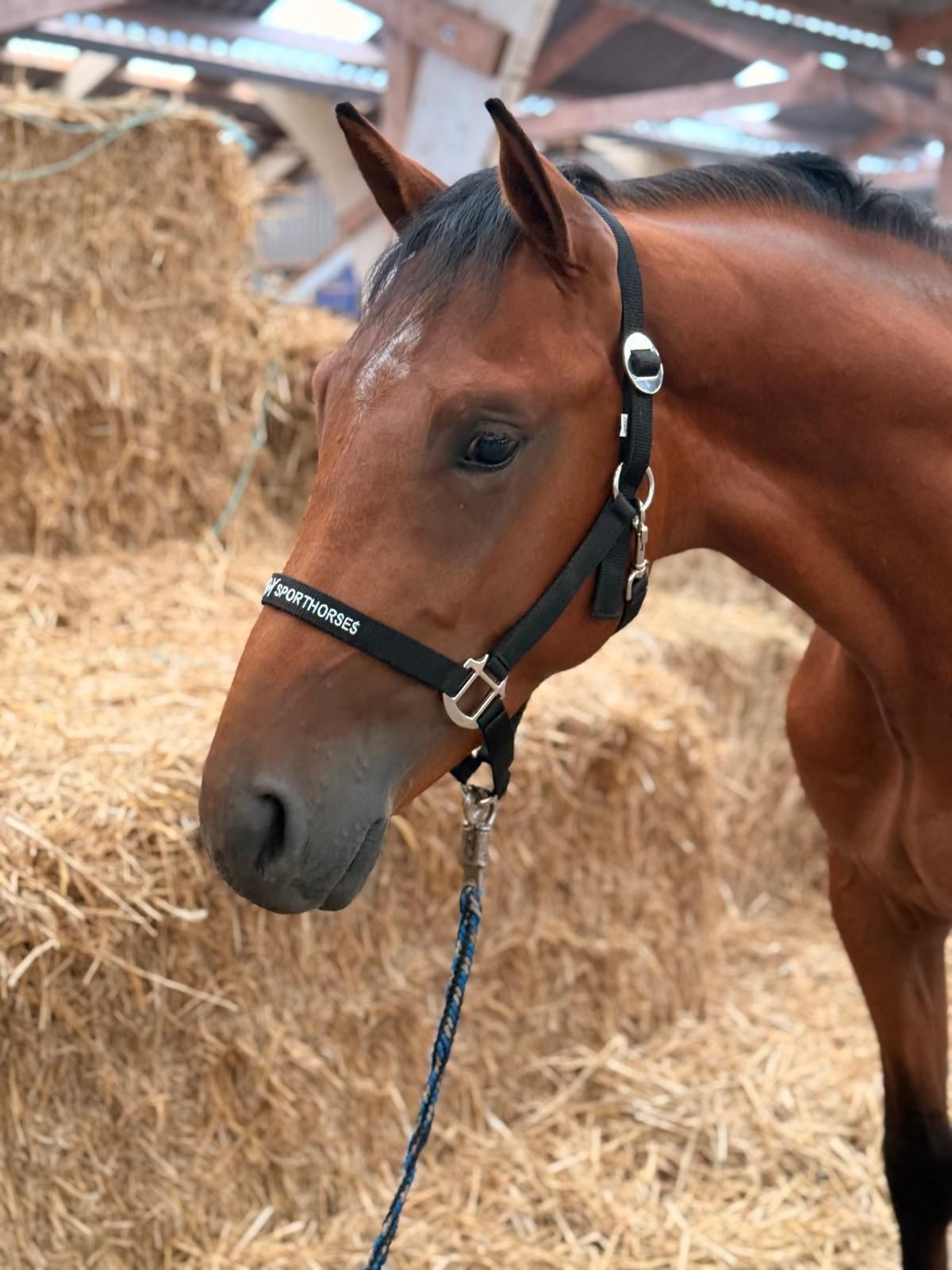 kwpn springpaard hengst 2 years old bruin for sale - Photo 3
