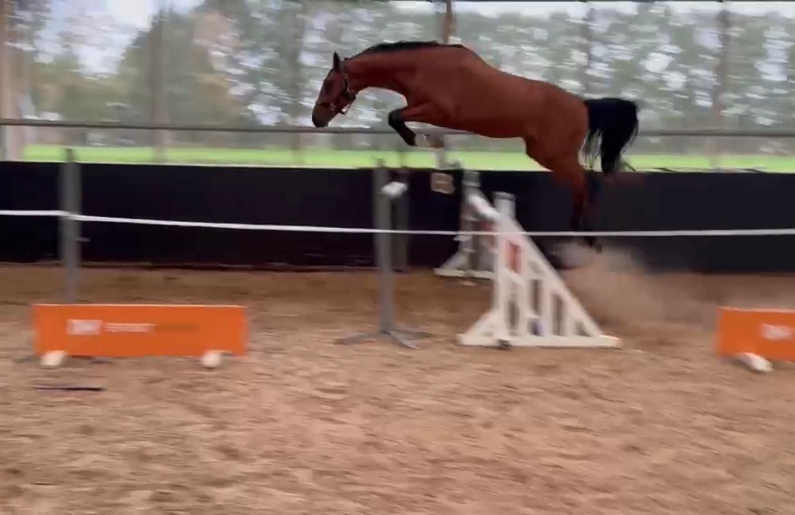 showjumper stallion with quality, scope and a fantastic character