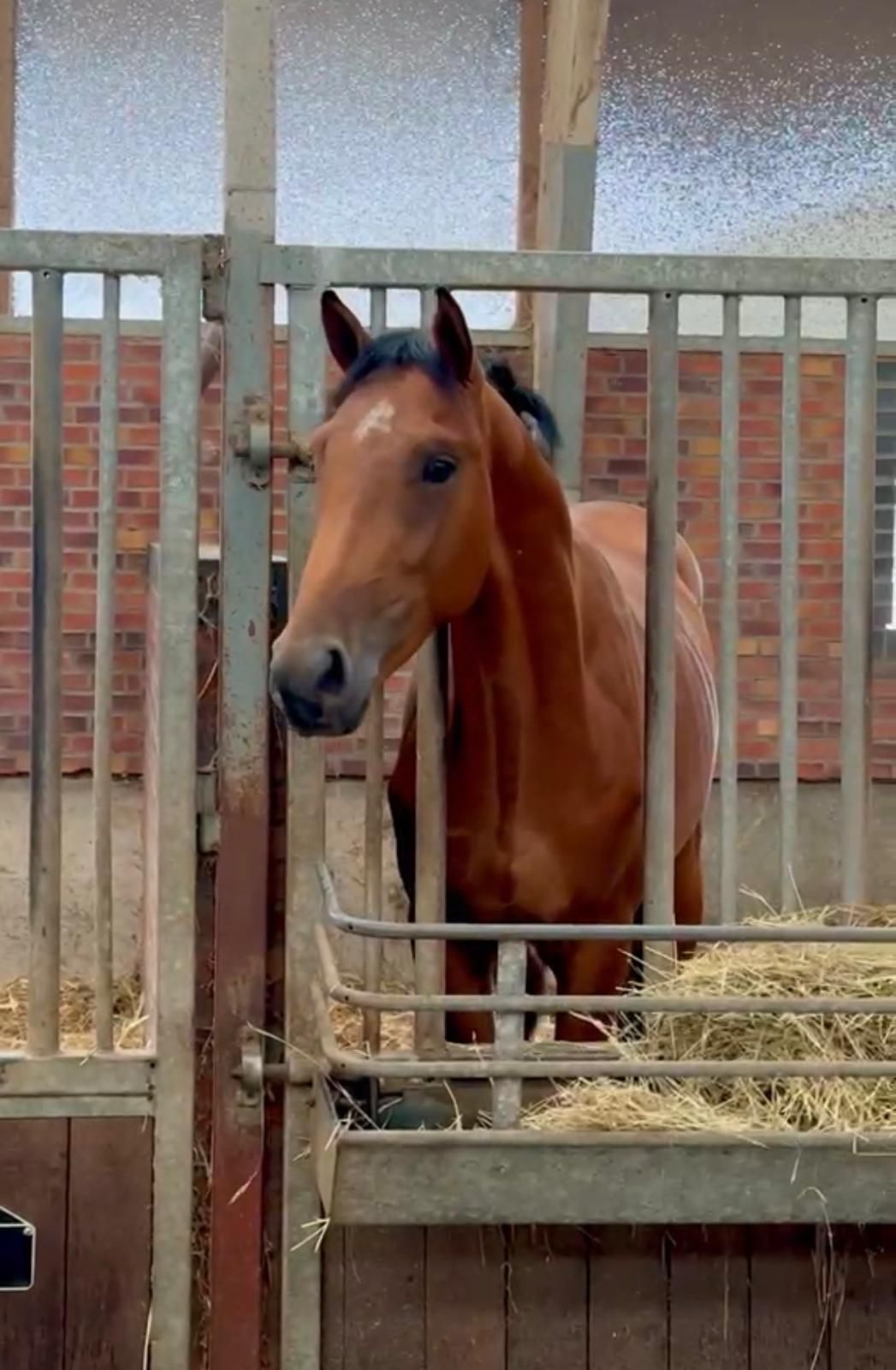 kwpn springpaard hengst 2 years old bruin for sale - Photo 4