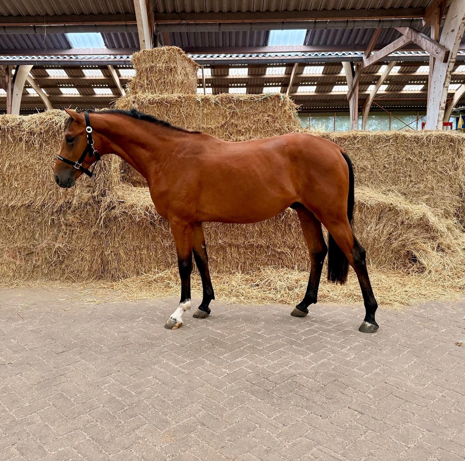 kwpn springpaard hengst 2 years old bruin for sale - Photo 2