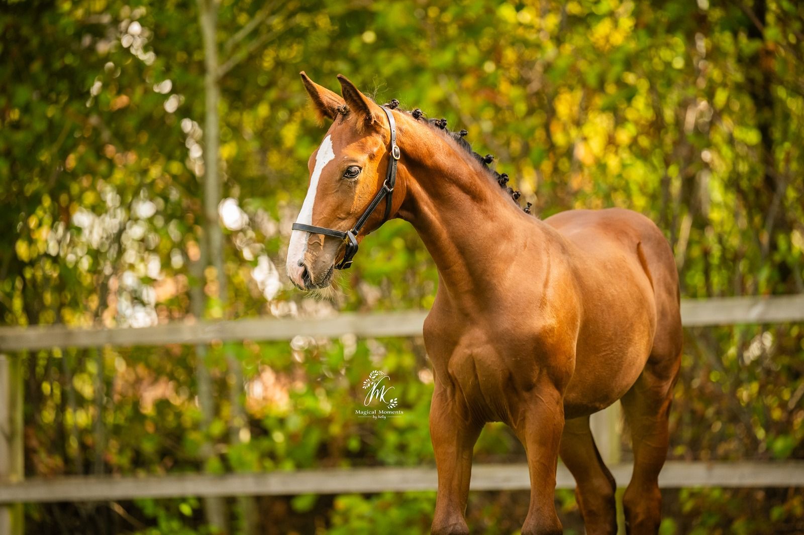 Reserve Champion Utrecht NMK jumping mare foal