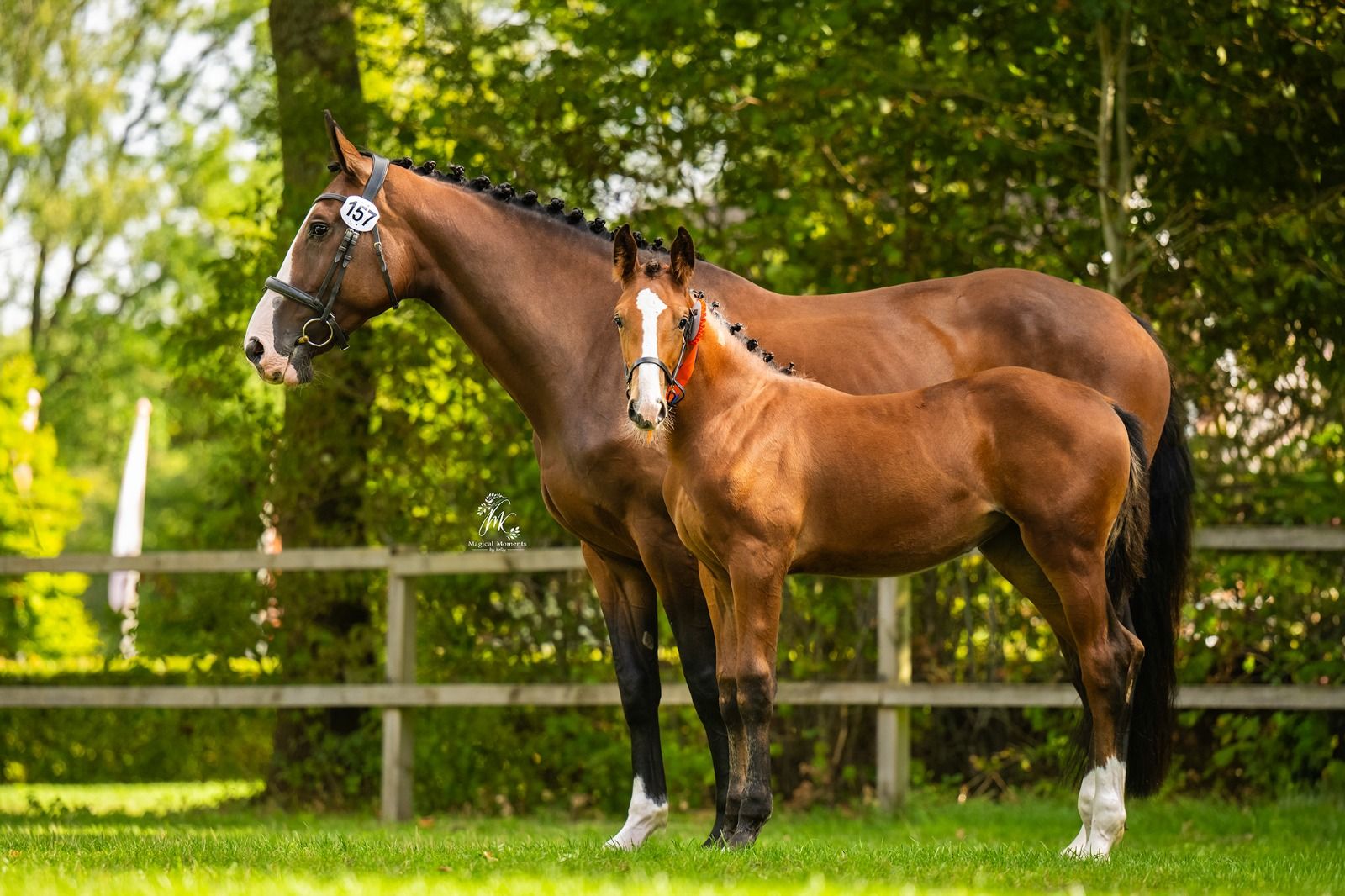 kwpn springpaard merrie 0 years old bruin for sale - Photo 3