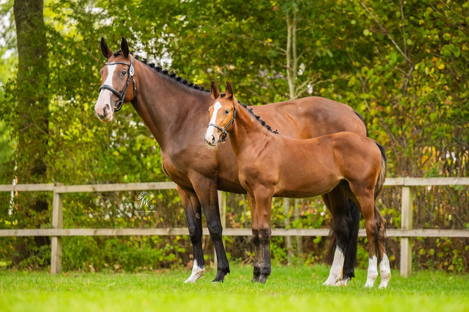 kwpn springpaard merrie 0 years old bruin for sale - Photo 5