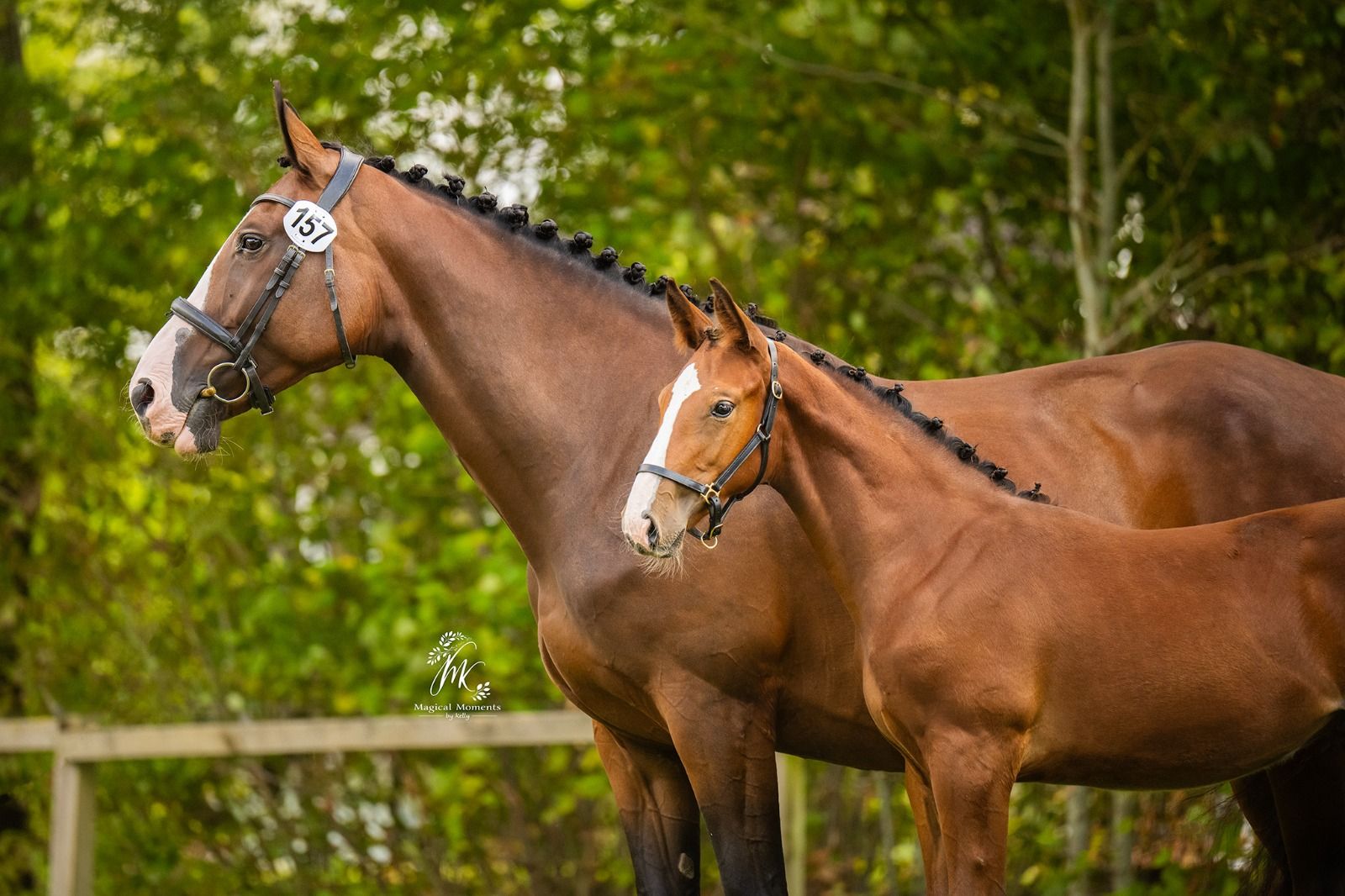 kwpn springpaard merrie 0 years old bruin for sale - Photo 6