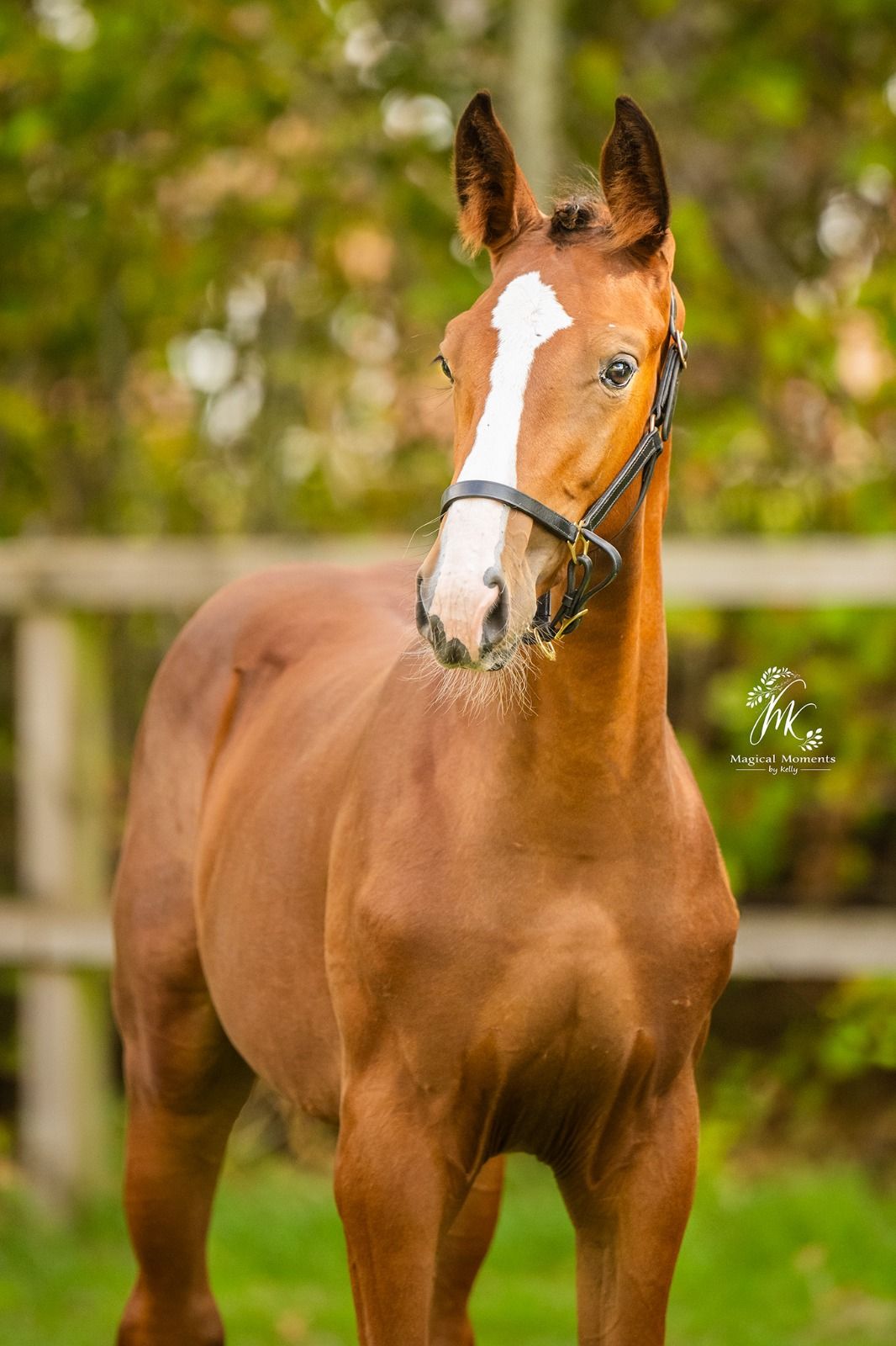 kwpn springpaard merrie 0 years old bruin for sale - Photo 4