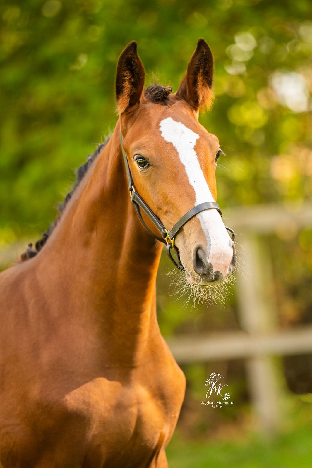 kwpn springpaard merrie 0 years old bruin for sale - Photo 2