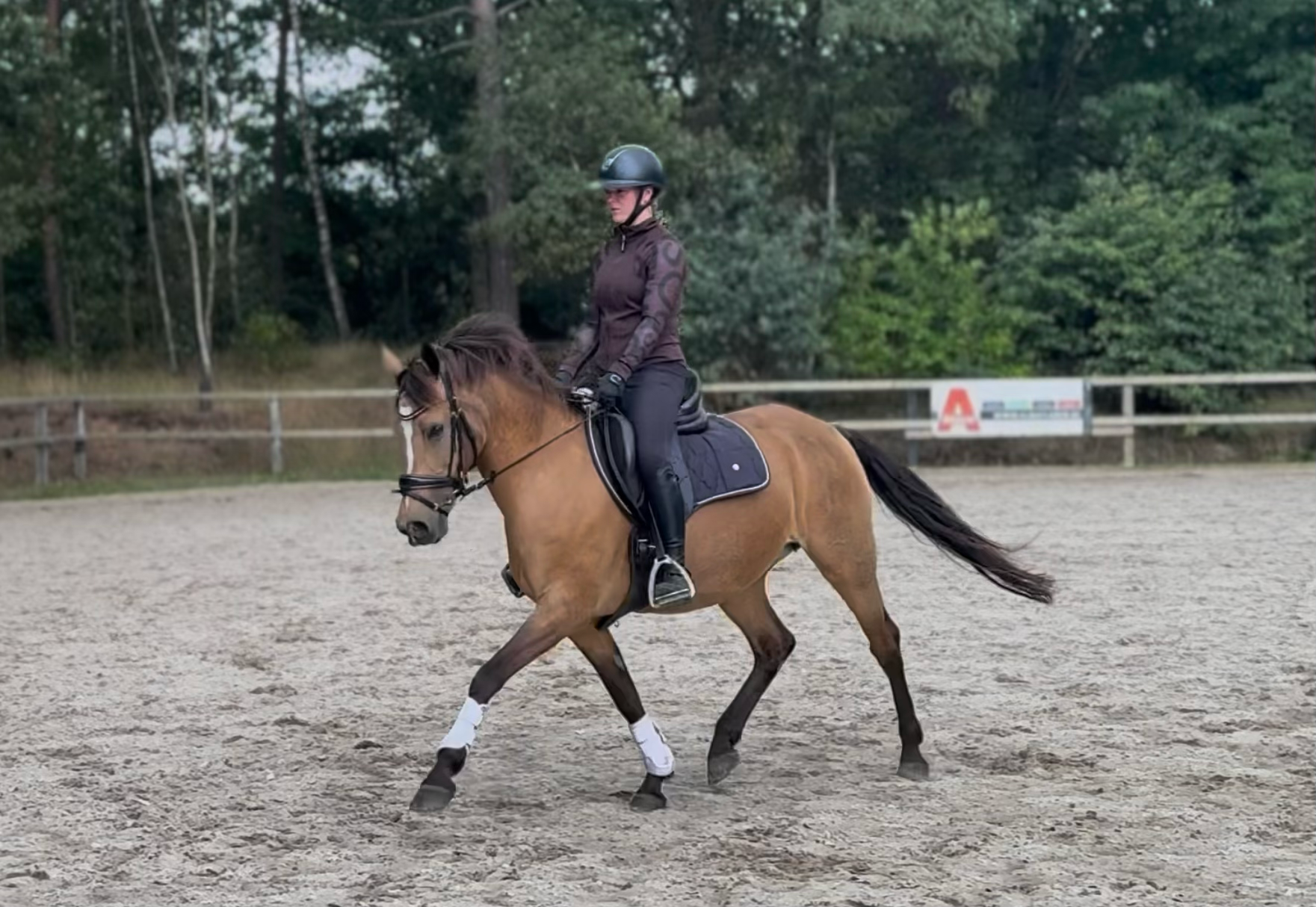 new-forest dressuurpony merrie 13 ani andere-kleur de vânzare - Foto 3