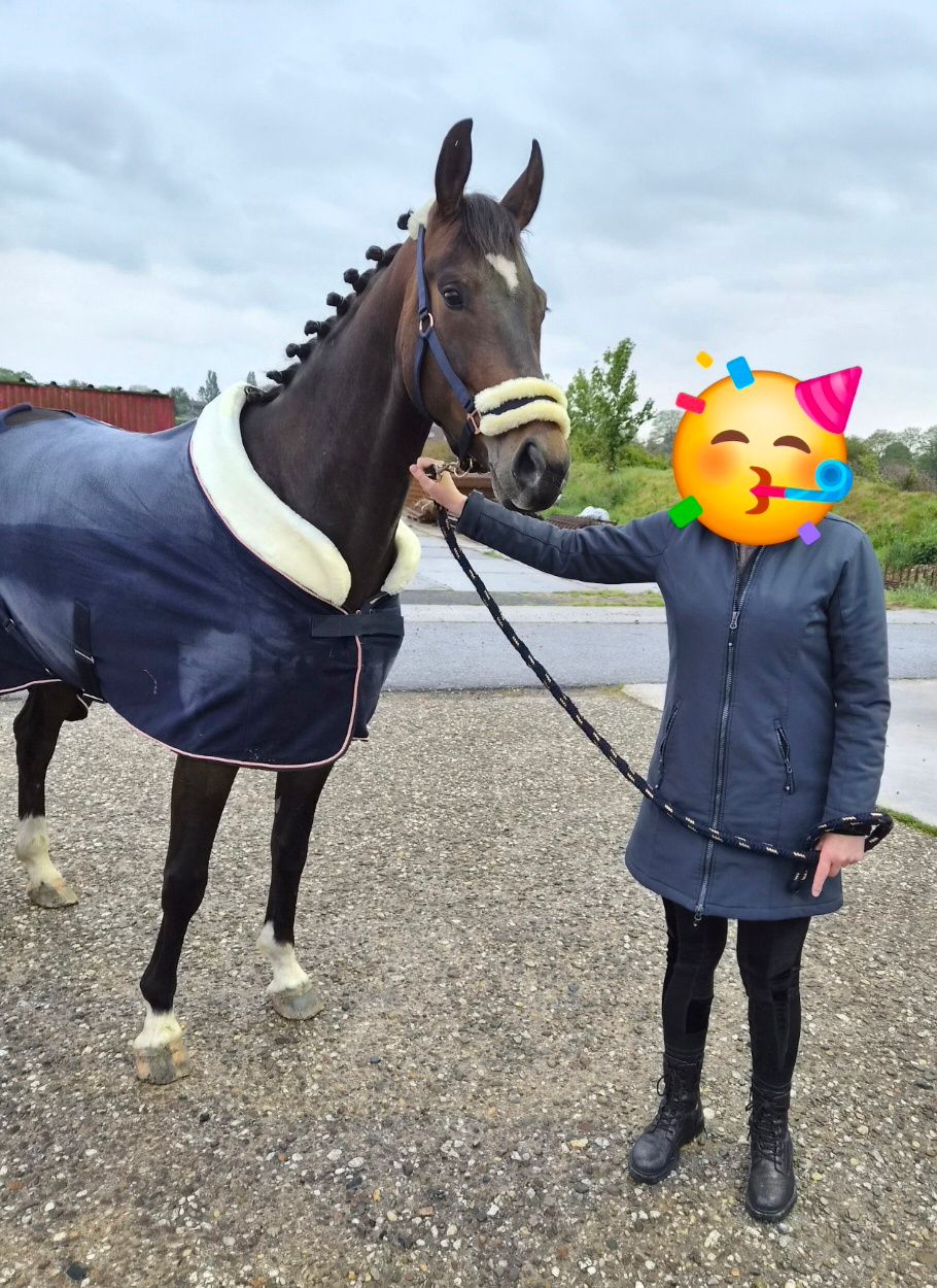 kwpn dressuurpaard merrie 5 años donkerbruin en venta - Foto 5