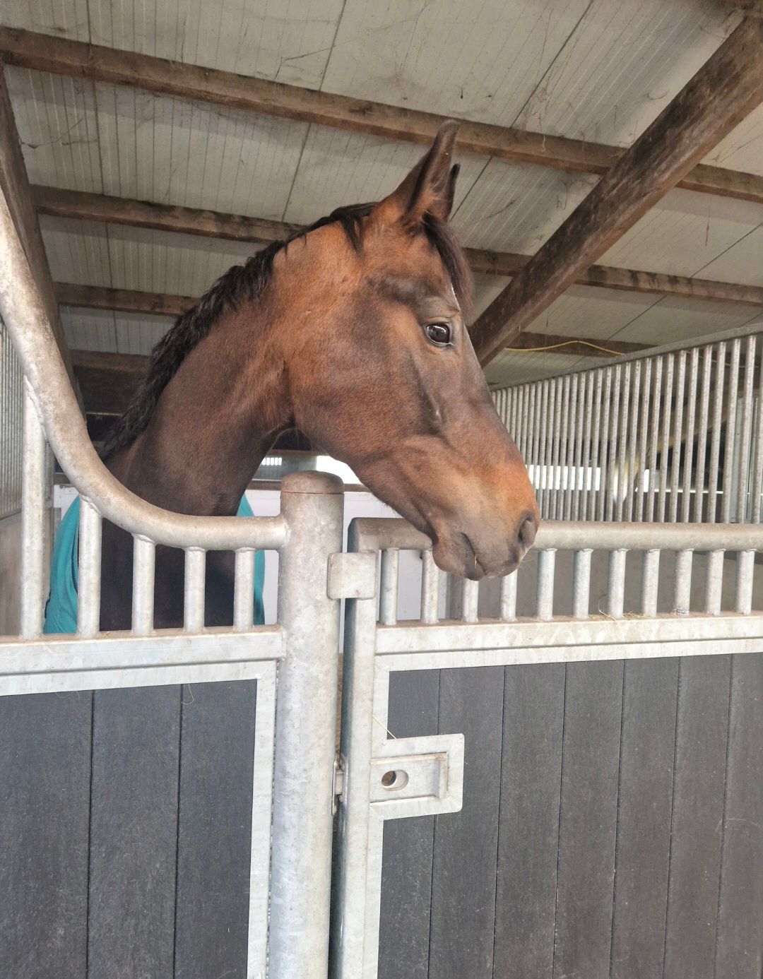 kwpn dressuurpaard merrie 5 años donkerbruin en venta - Foto 4