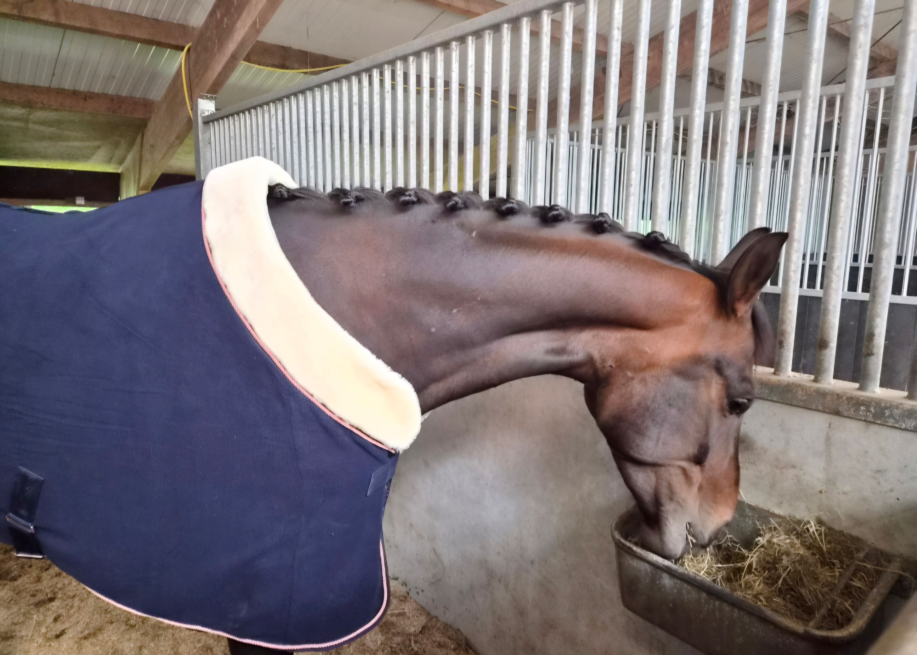 kwpn dressuurpaard merrie 5 años donkerbruin en venta - Foto 3