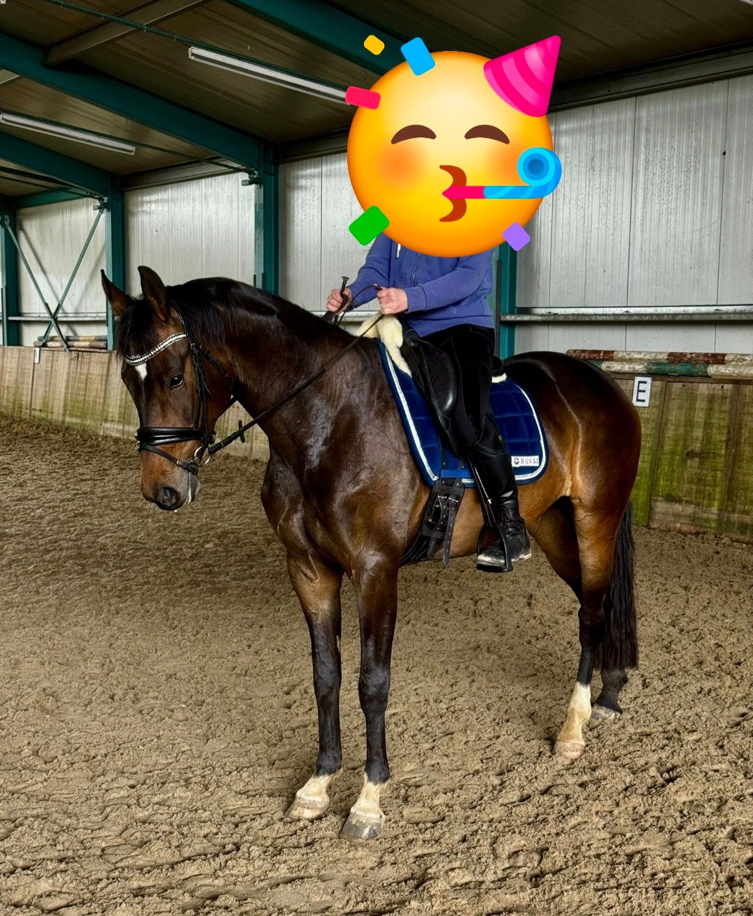 kwpn dressuurpaard merrie 5 años donkerbruin en venta - Foto 2