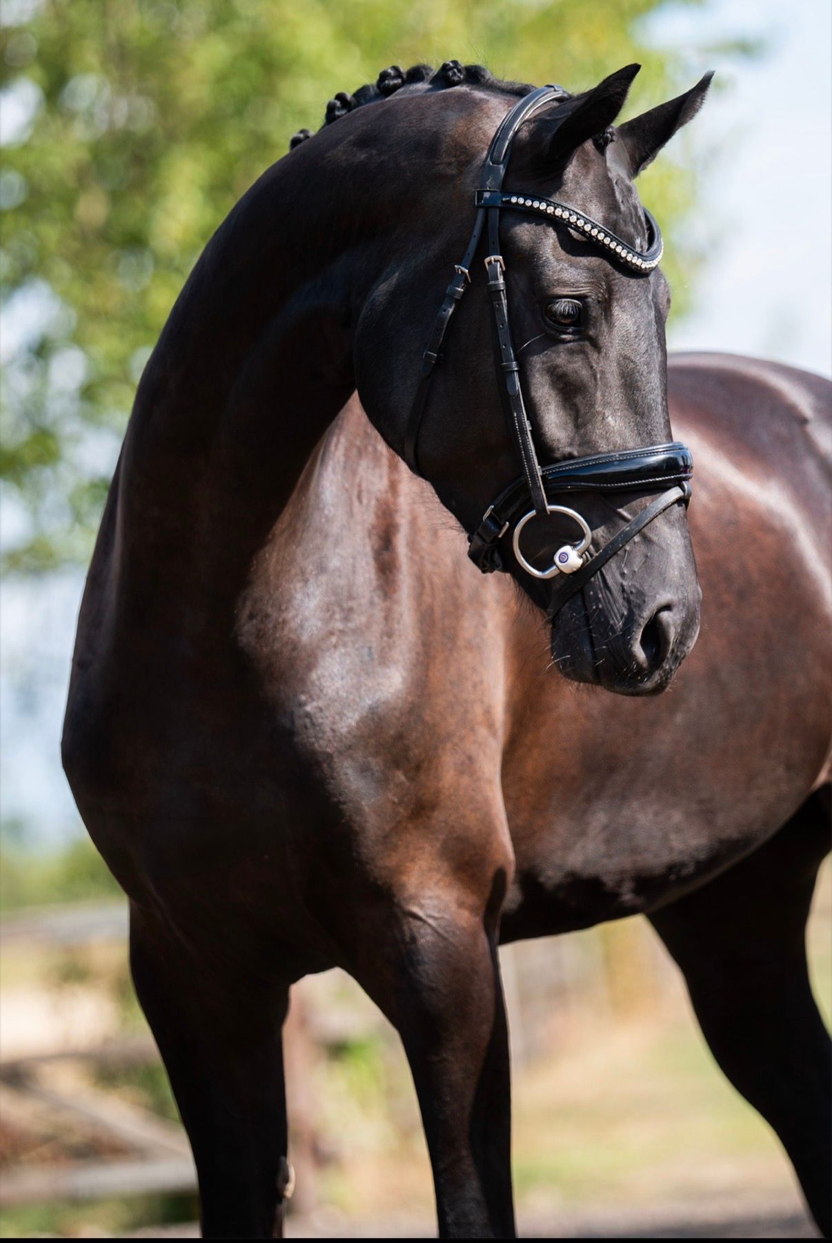 westfalen dressuurpaard merrie 3 Jahre alt zwart zu verkaufen - Foto 2