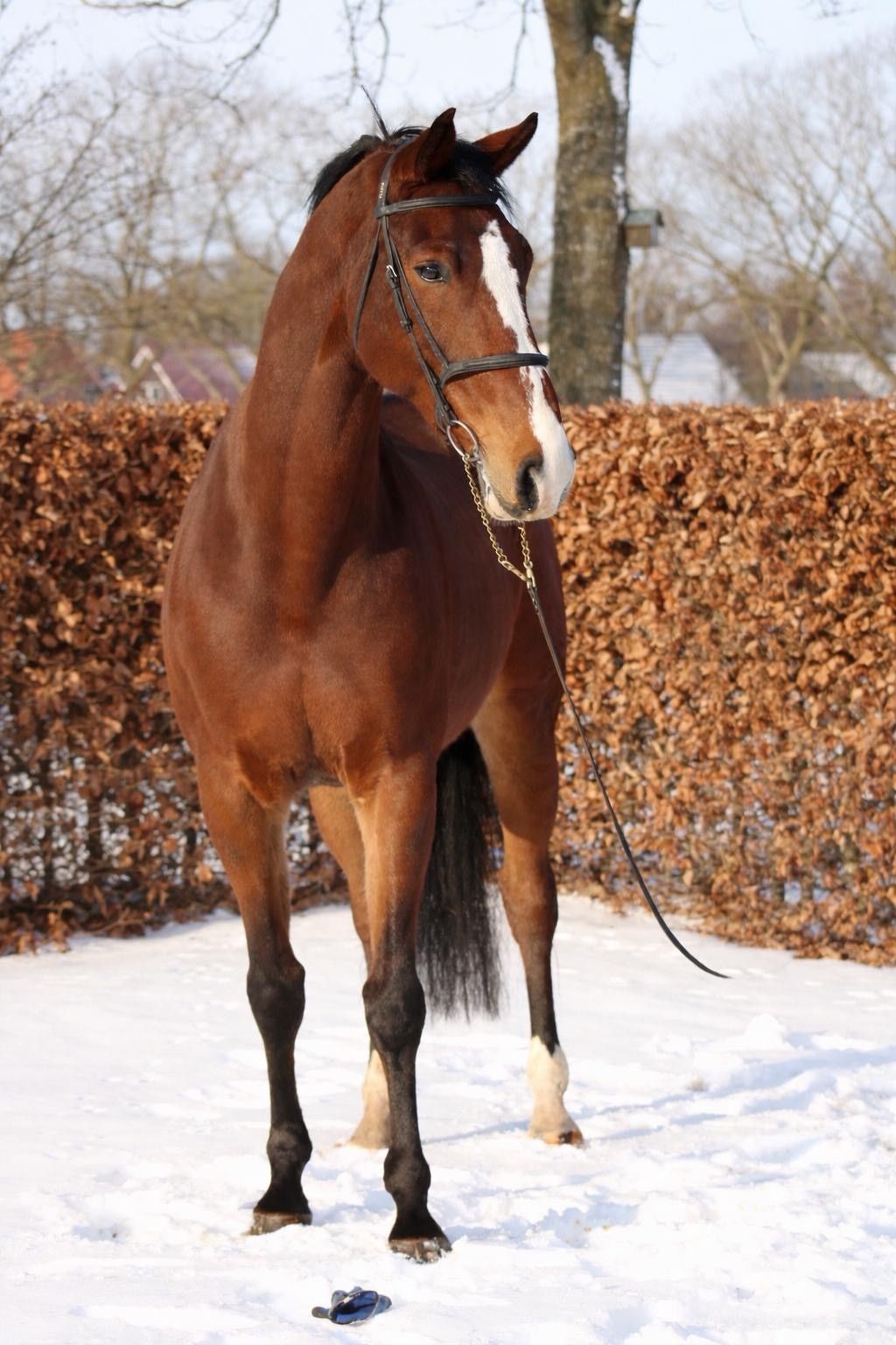 kwpn springpaard ruin 8 years old bruin for sale - Photo 4