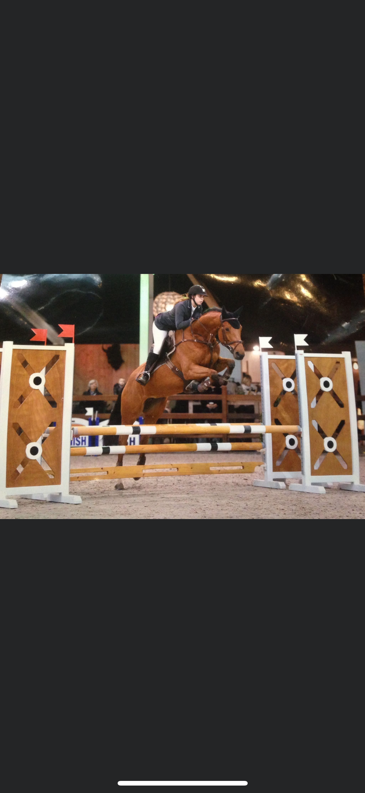 selle-francais springpaard merrie 16 ετών bruin προς πώληση - Φωτογραφία 2
