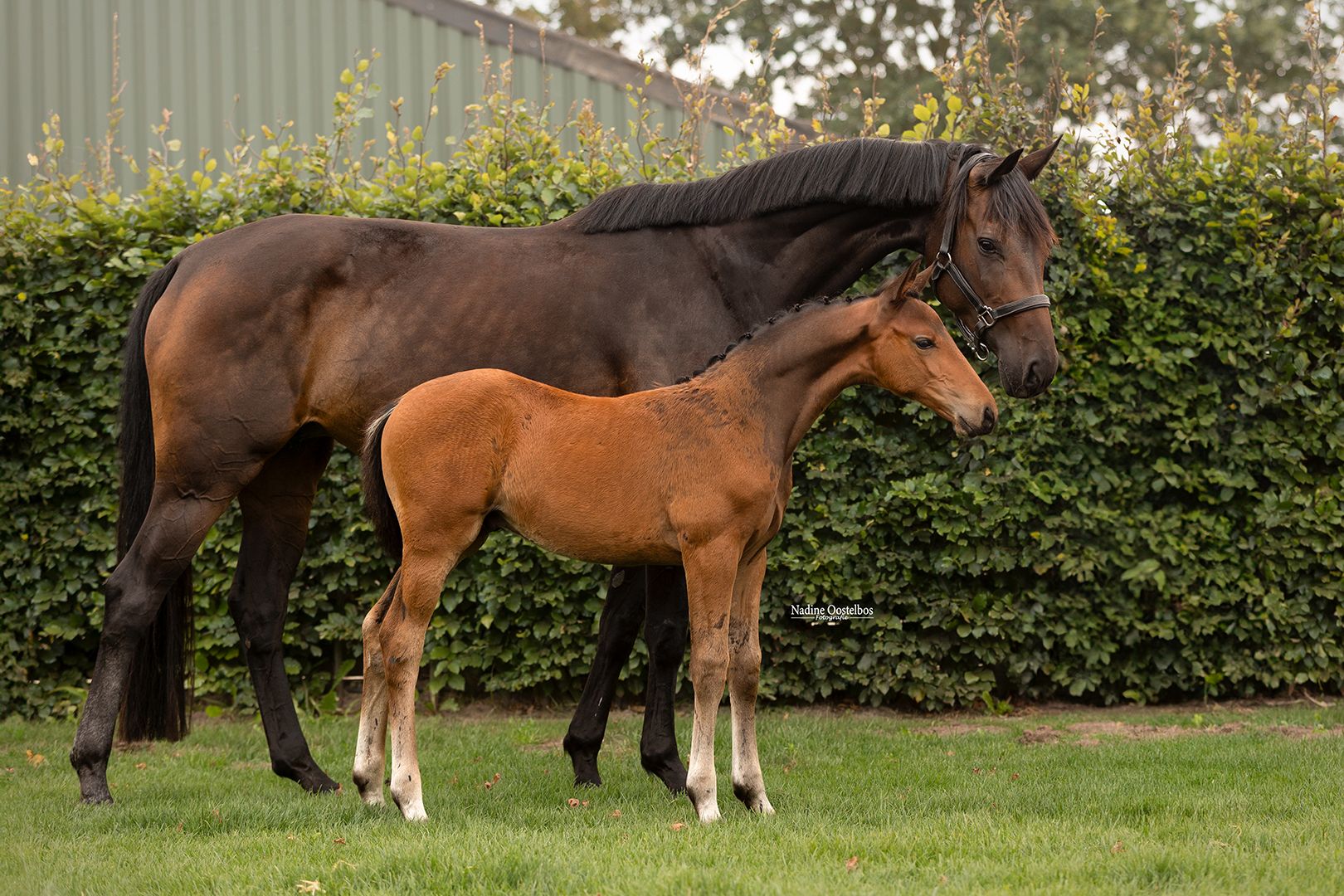 Promising colt foal - Proud James x Just-Whimphof x Hofrat