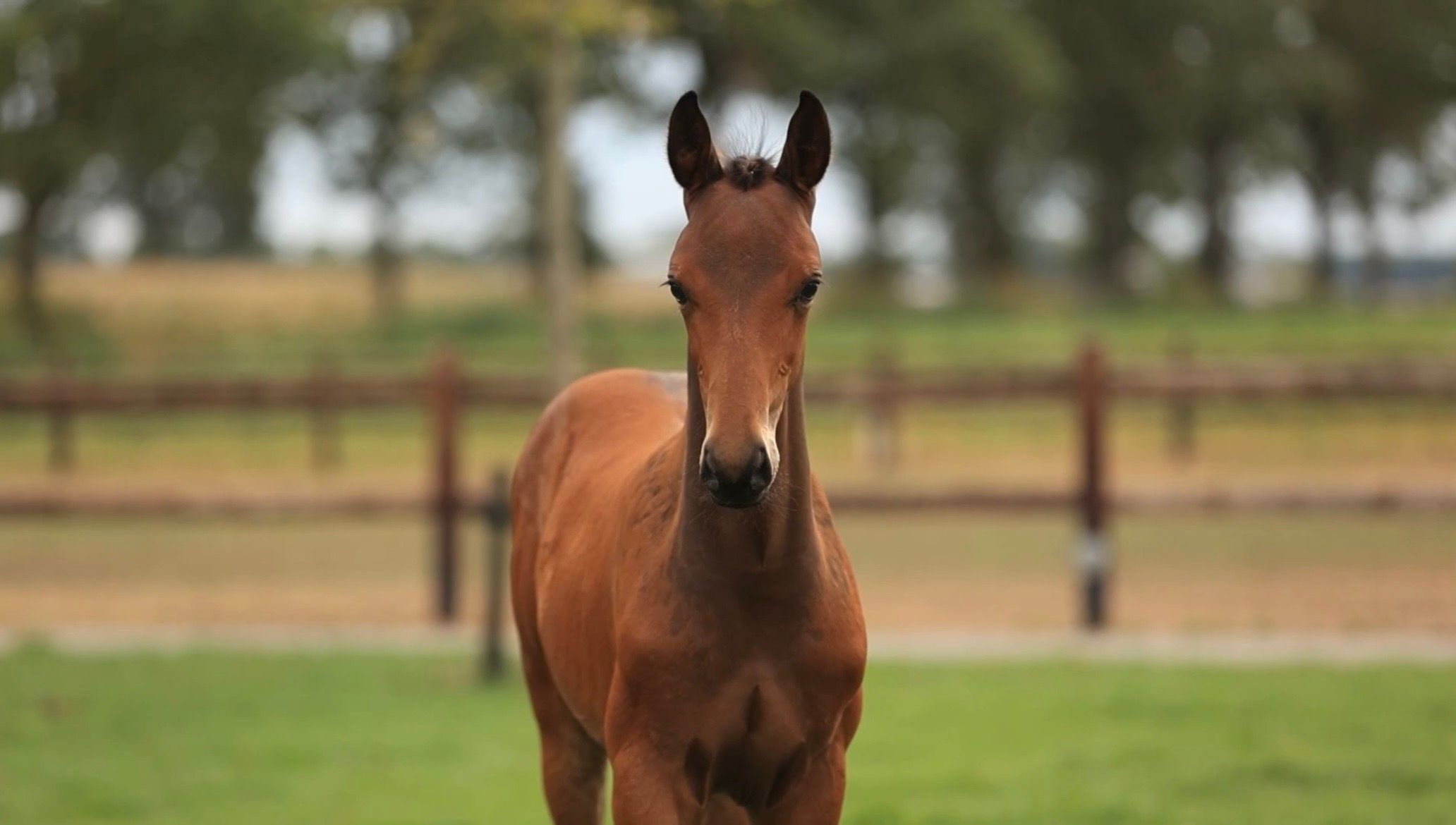 kwpn dressuurpaard hengst 0 años donkerbruin en venta - Foto 2
