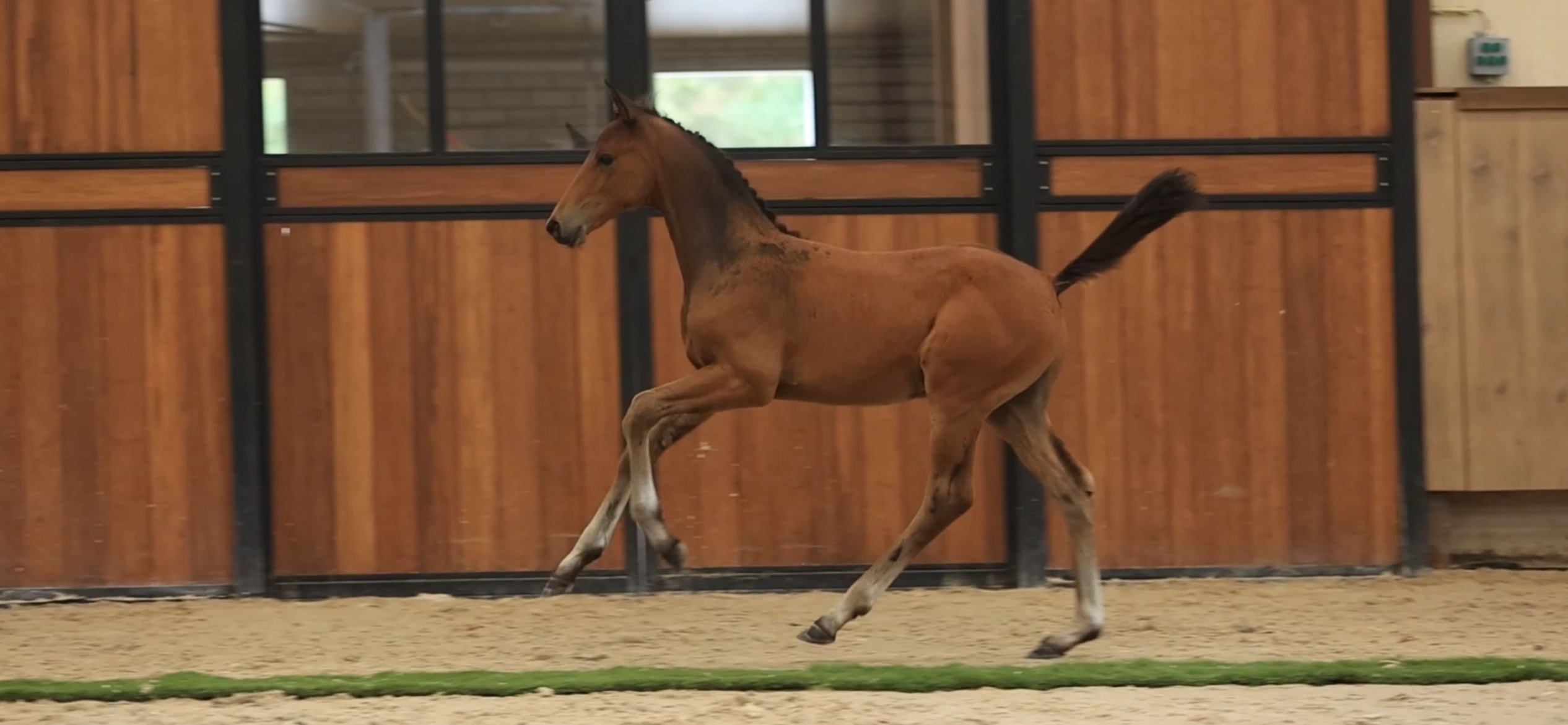 kwpn dressuurpaard hengst 0 años donkerbruin en venta - Foto 3