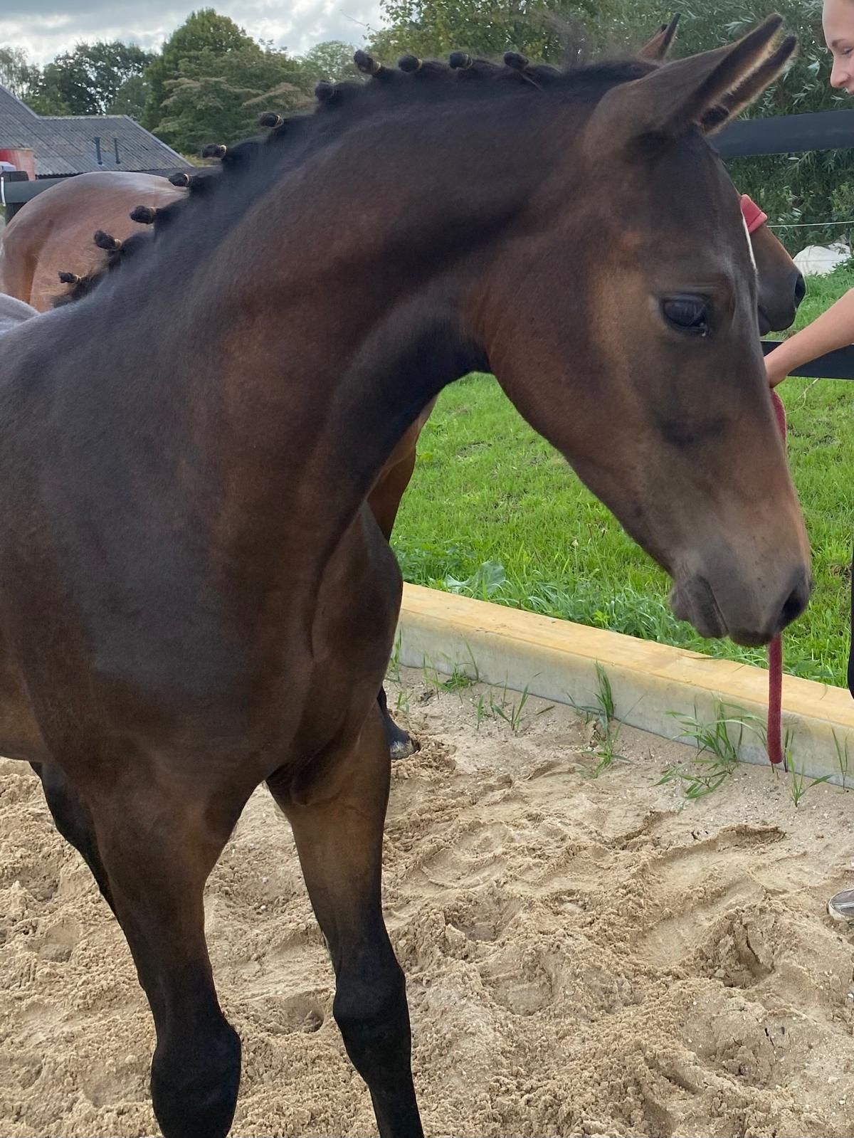 nrps allround-pony hengst 0 let donkerbruin na prodej - Foto 3
