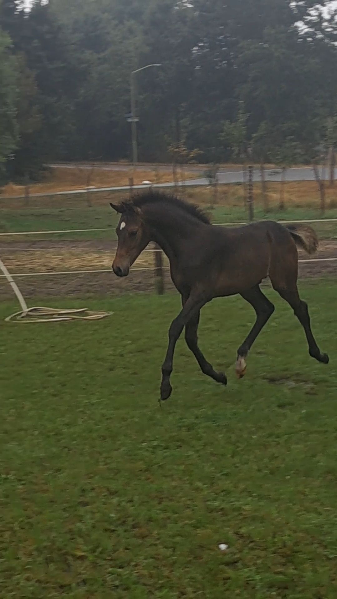 nrps allround-pony hengst 0 let donkerbruin na prodej - Foto 2