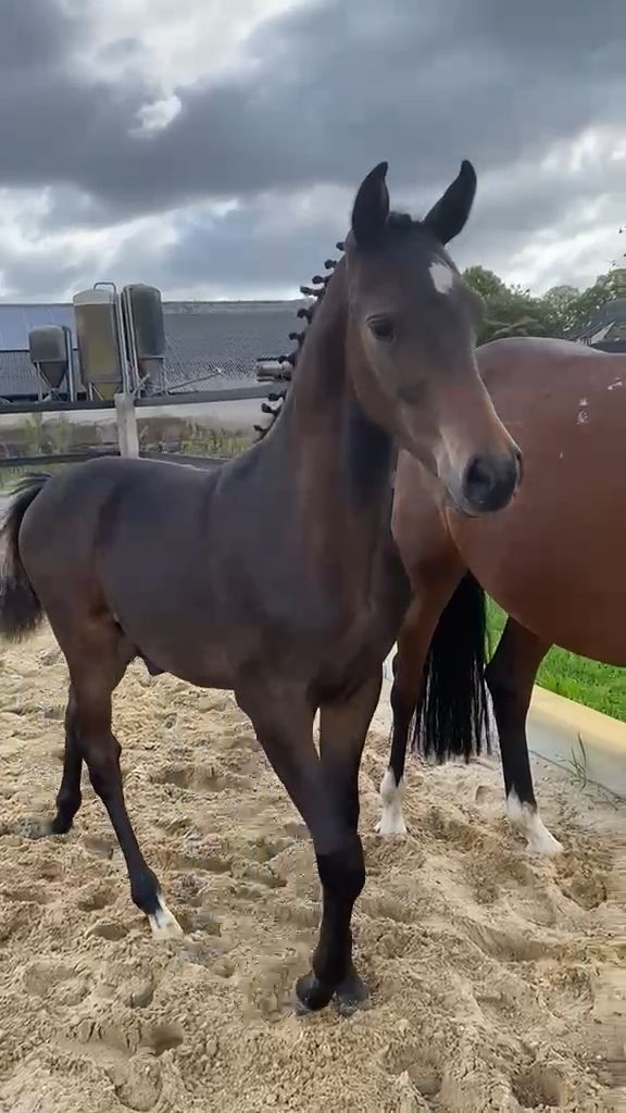 nrps allround-pony hengst 0 let donkerbruin na prodej - Foto 4