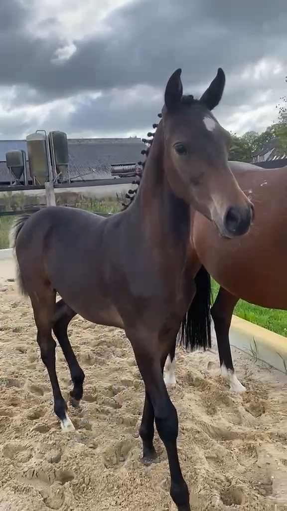 nrps allround-pony hengst 0 let donkerbruin na prodej - Foto 5