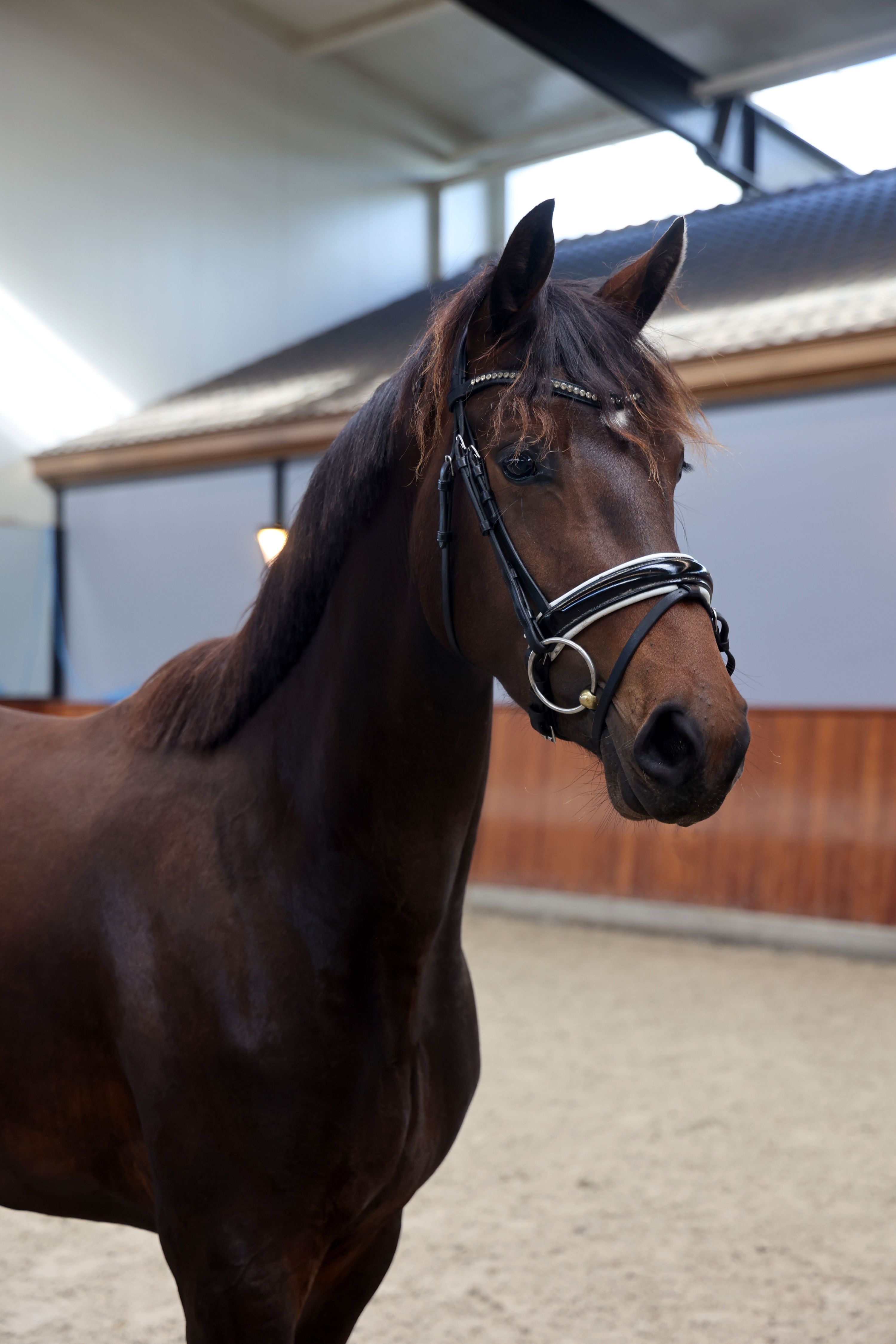 kwpn dressuurpaard merrie 3 years old donkerbruin for sale - Photo 2