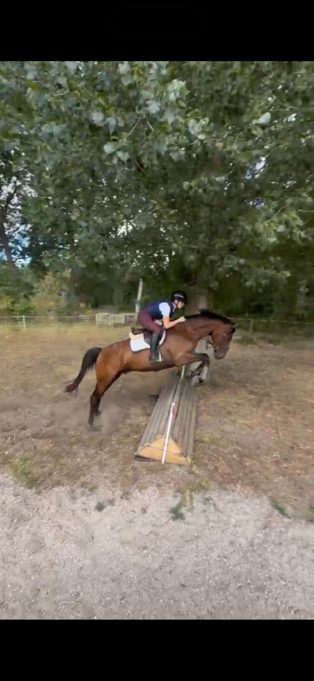 kwpn springpaard ruin 3 ani donkerbruin de vânzare - Foto 4