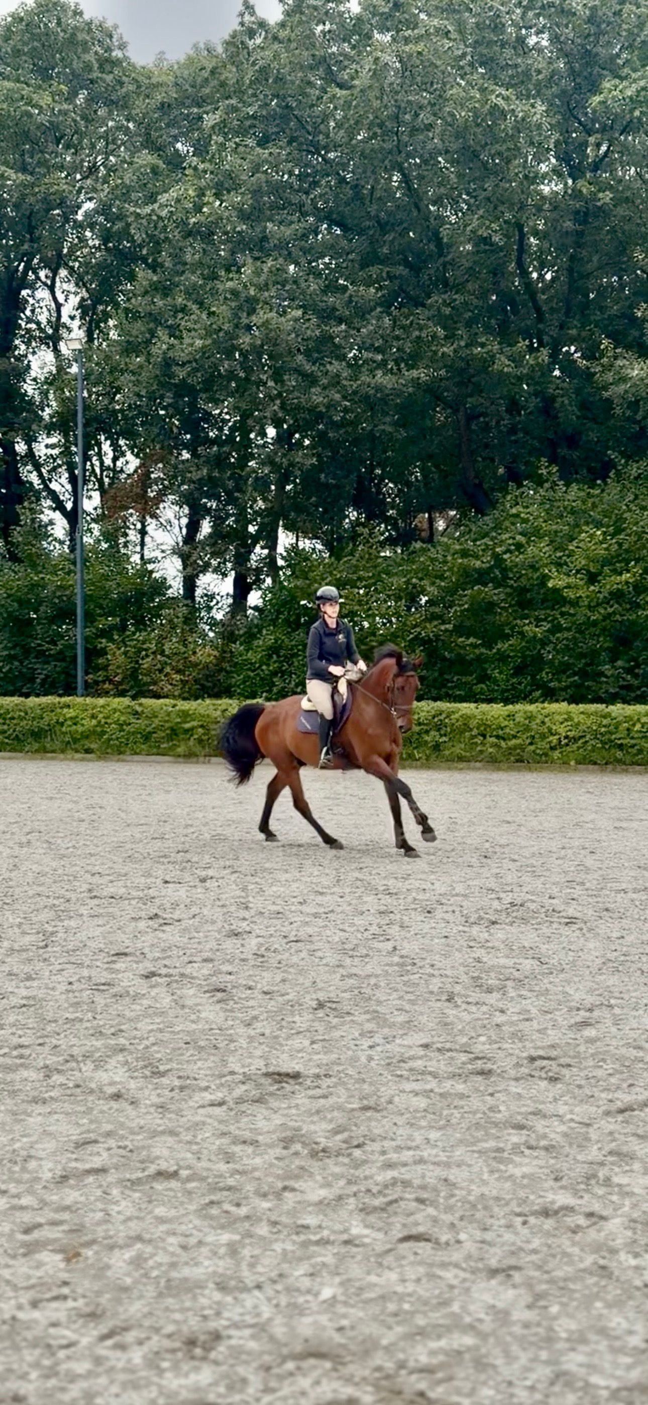 kwpn springpaard ruin 3 años donkerbruin en venta - Foto 6