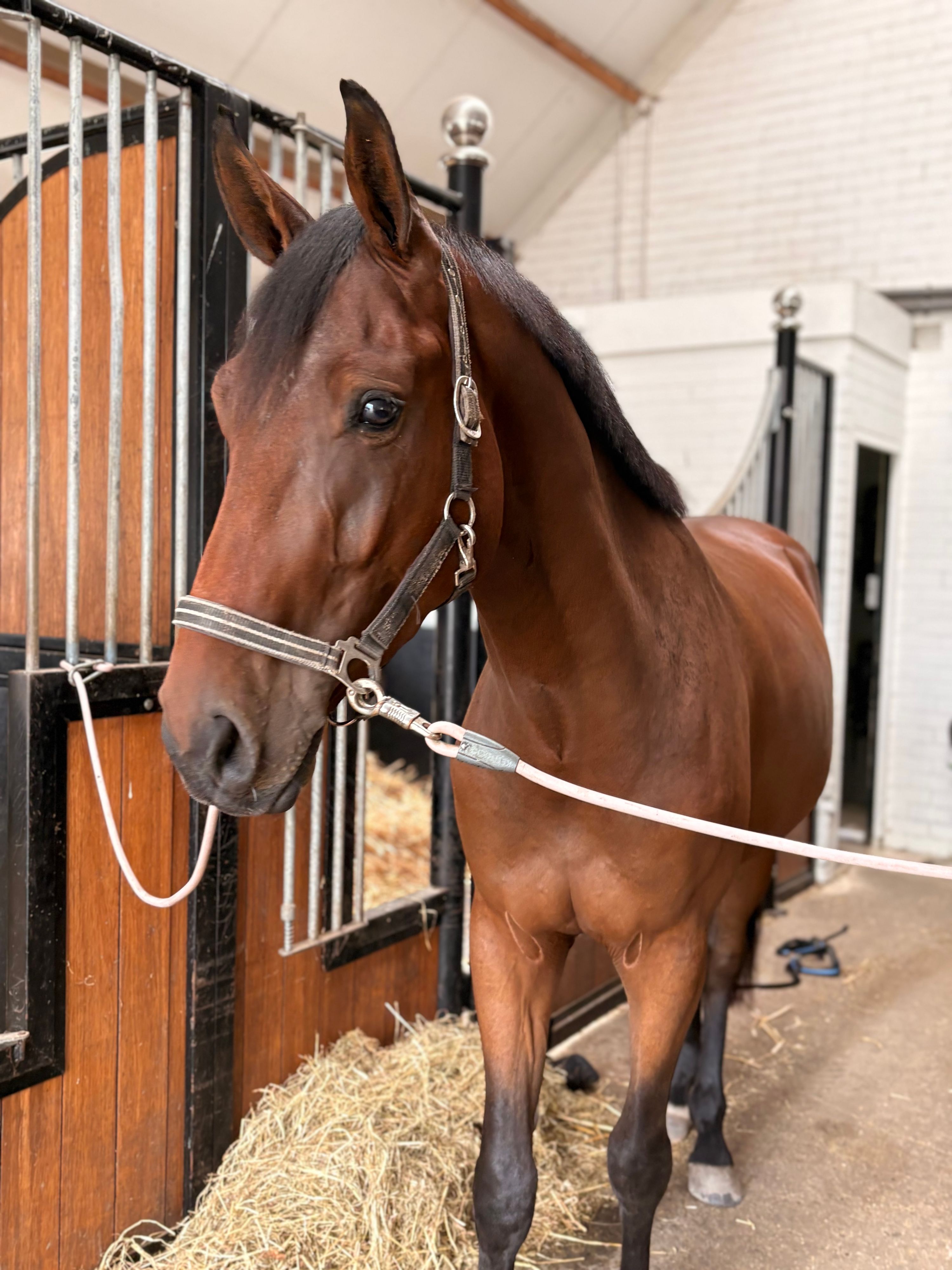 kwpn springpaard ruin 3 años donkerbruin en venta - Foto 2