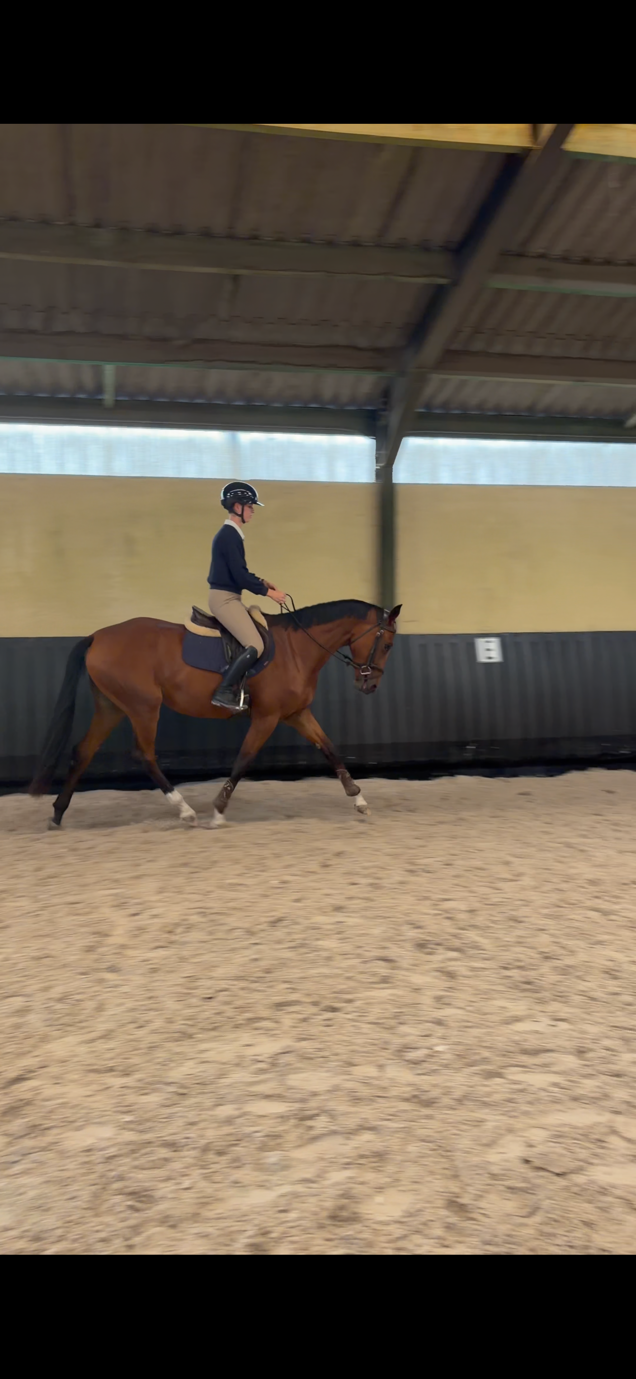 anglo-europees springpaard merrie 3 ani bruin de vânzare - Foto 4
