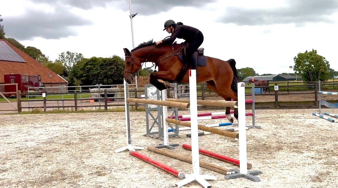 kwpn springpaard merrie 7 jaar donkerbruin te koop - Foto 4