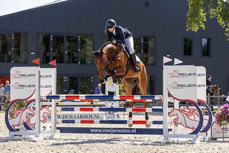 kwpn springpaard merrie 7 jaar donkerbruin te koop - Foto 2