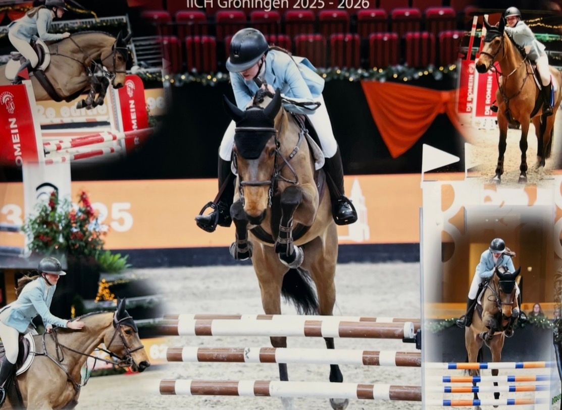 kwpn springpaard merrie 7 jaar donkerbruin te koop - Foto 3
