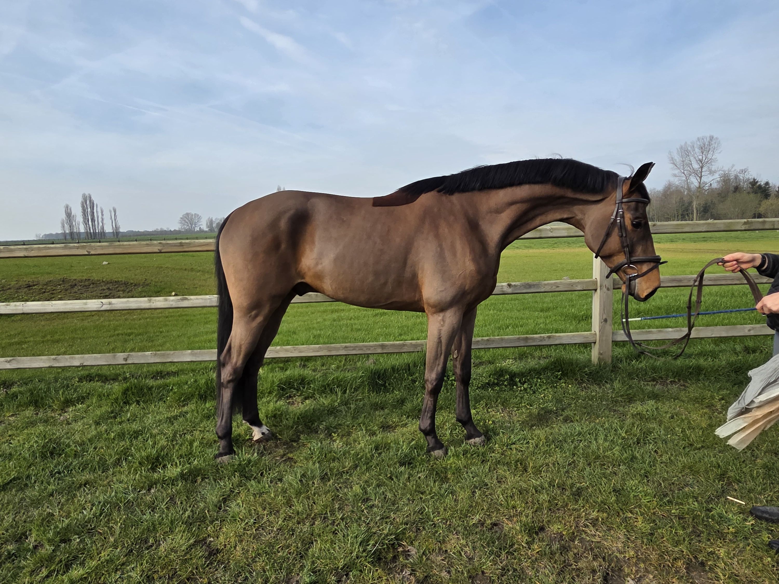oldenburg dressuurpaard ruin 4 let bruin na prodej - Foto 2