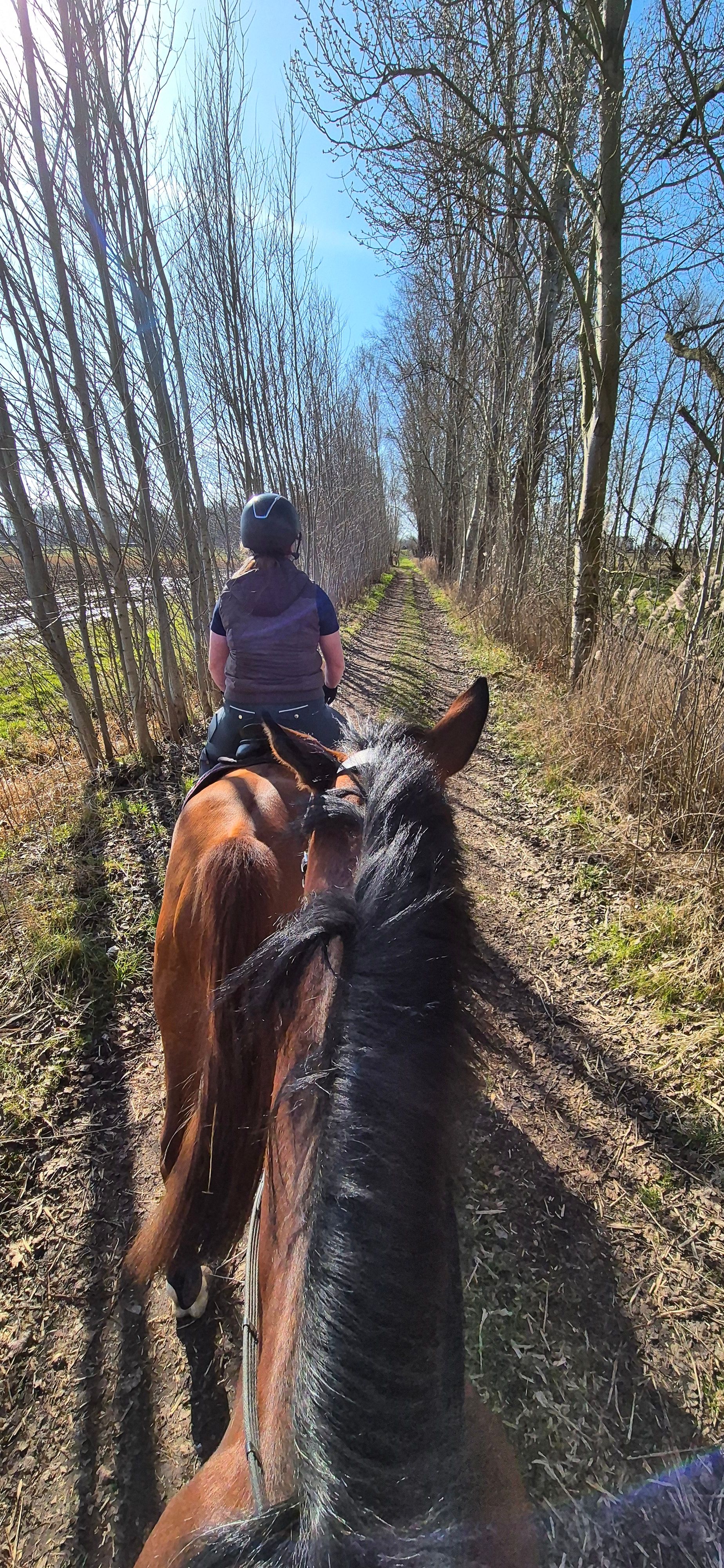 zangersheide allrounder merrie 7 years old vos for sale - Photo 4