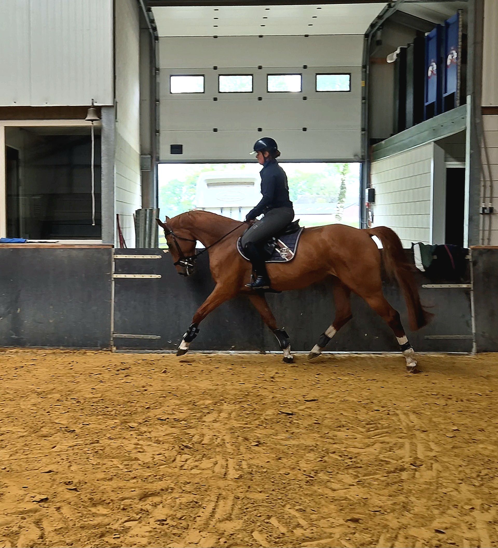 zangersheide allrounder merrie 7 years old vos for sale - Photo 3