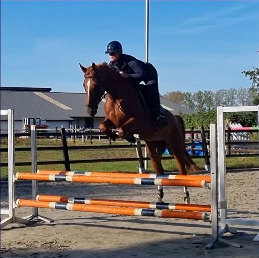 zangersheide allrounder merrie 7 years old vos for sale - Photo 2