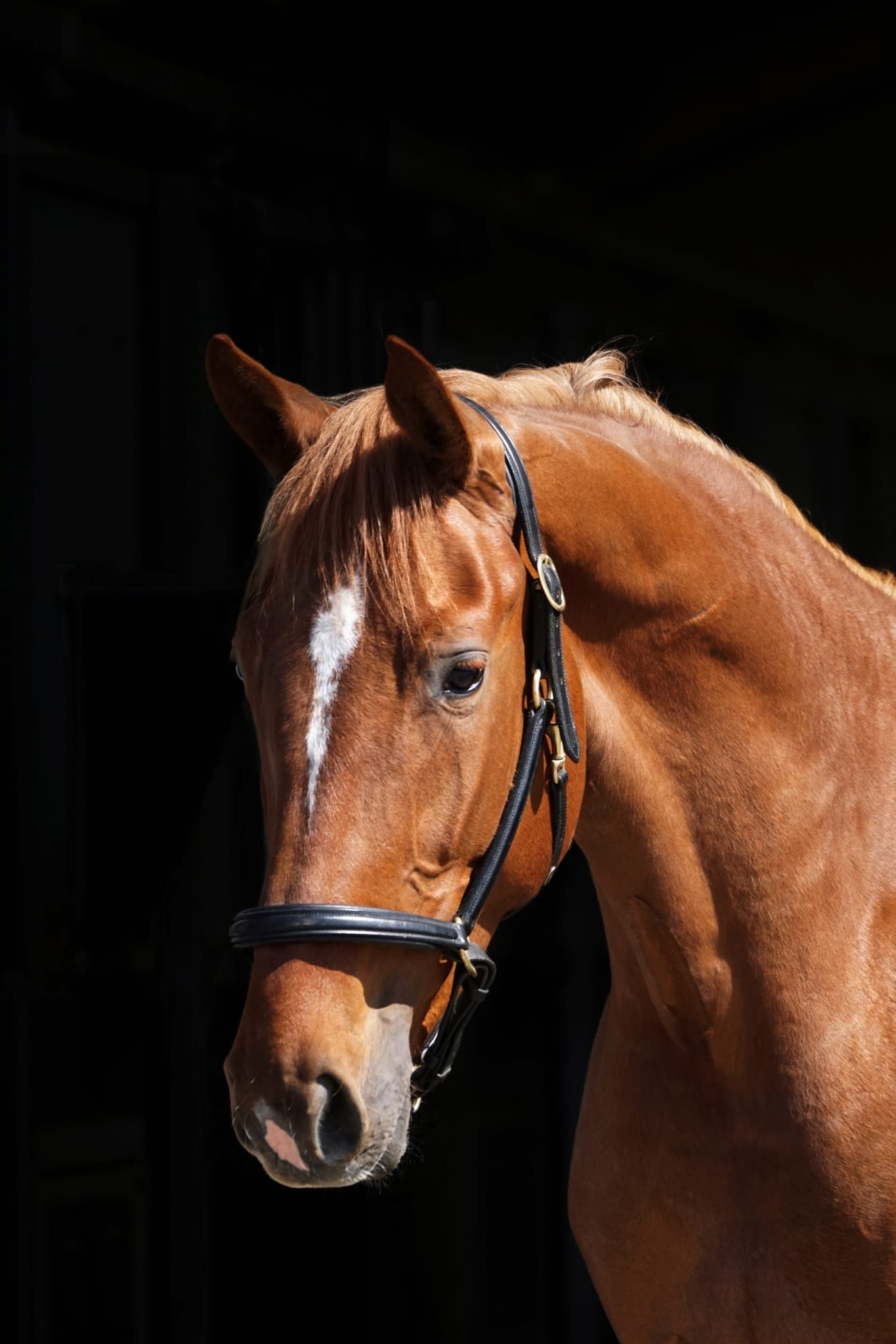 Lieve, betrouwbare merrie van Taloubet Z – geboren in 2019