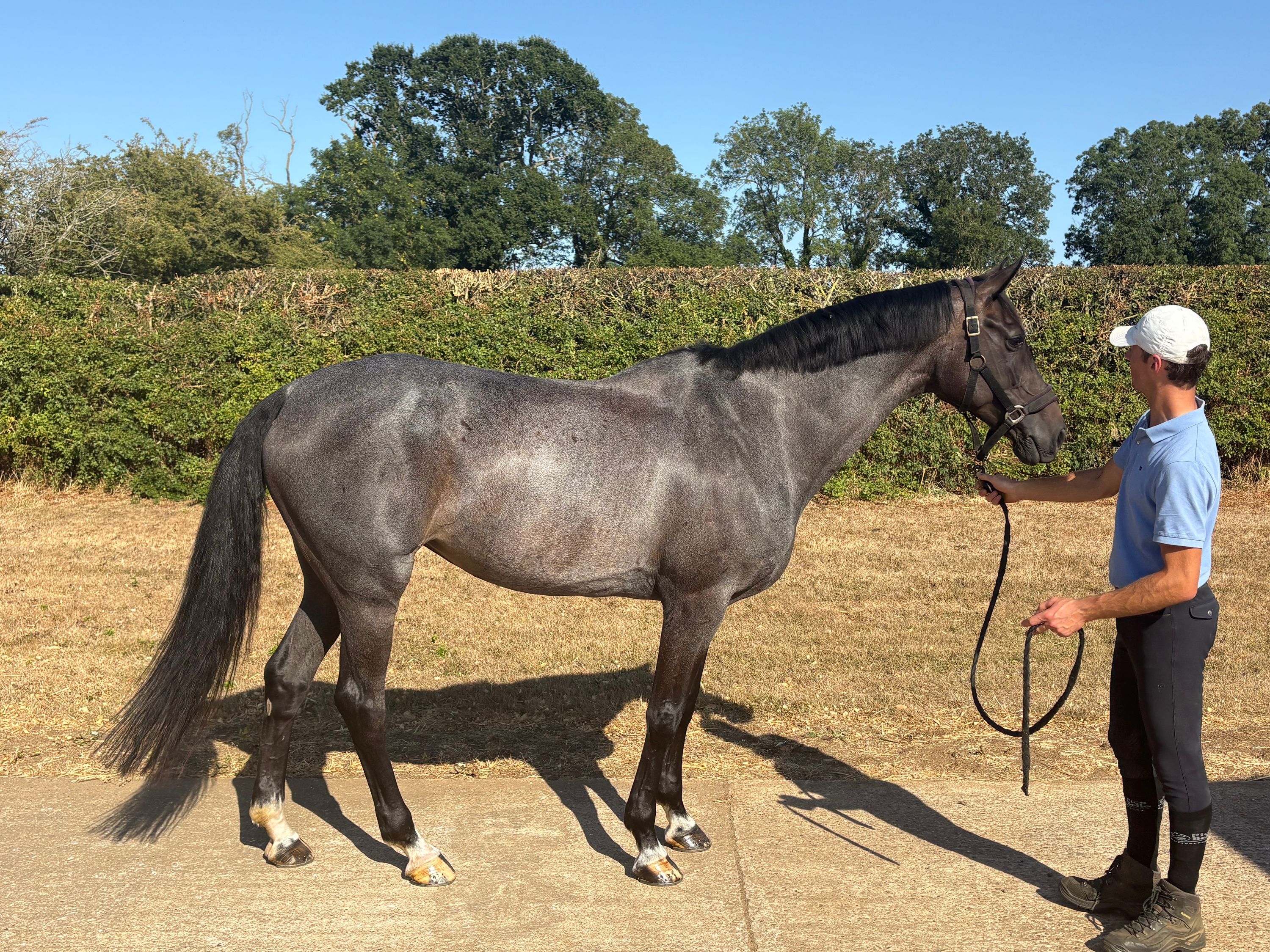 Eventingpaard/Jumpingpaard