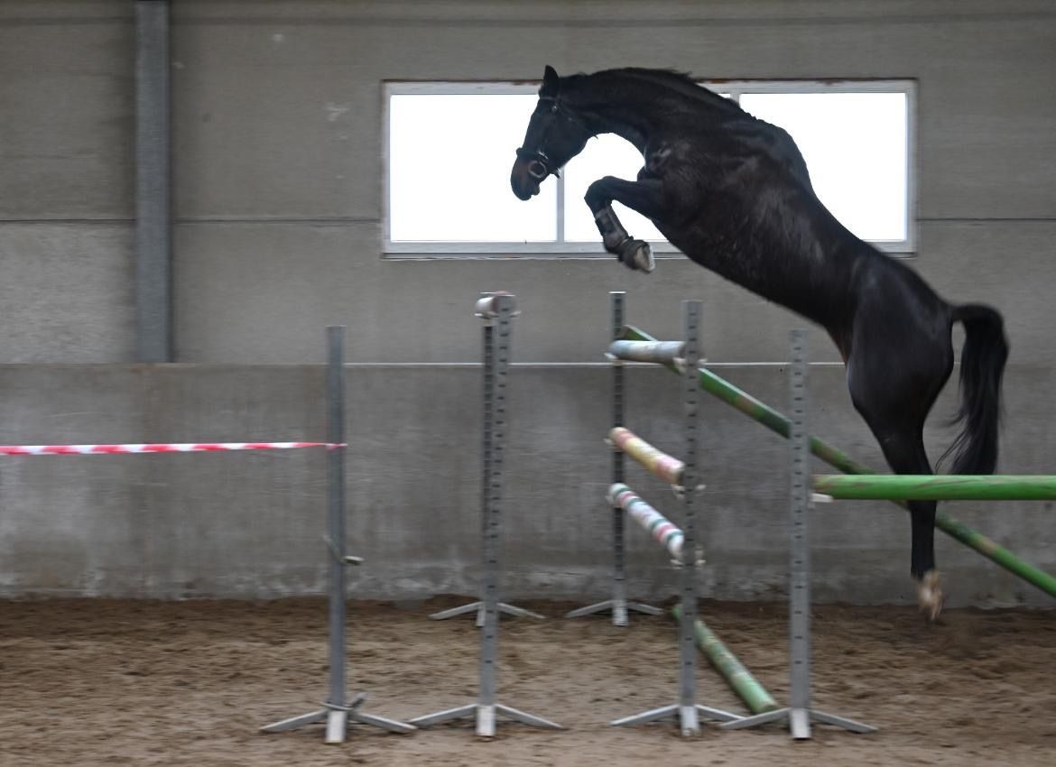 eventingpaard merrie 10 jaar andere-kleur te koop - Foto 5