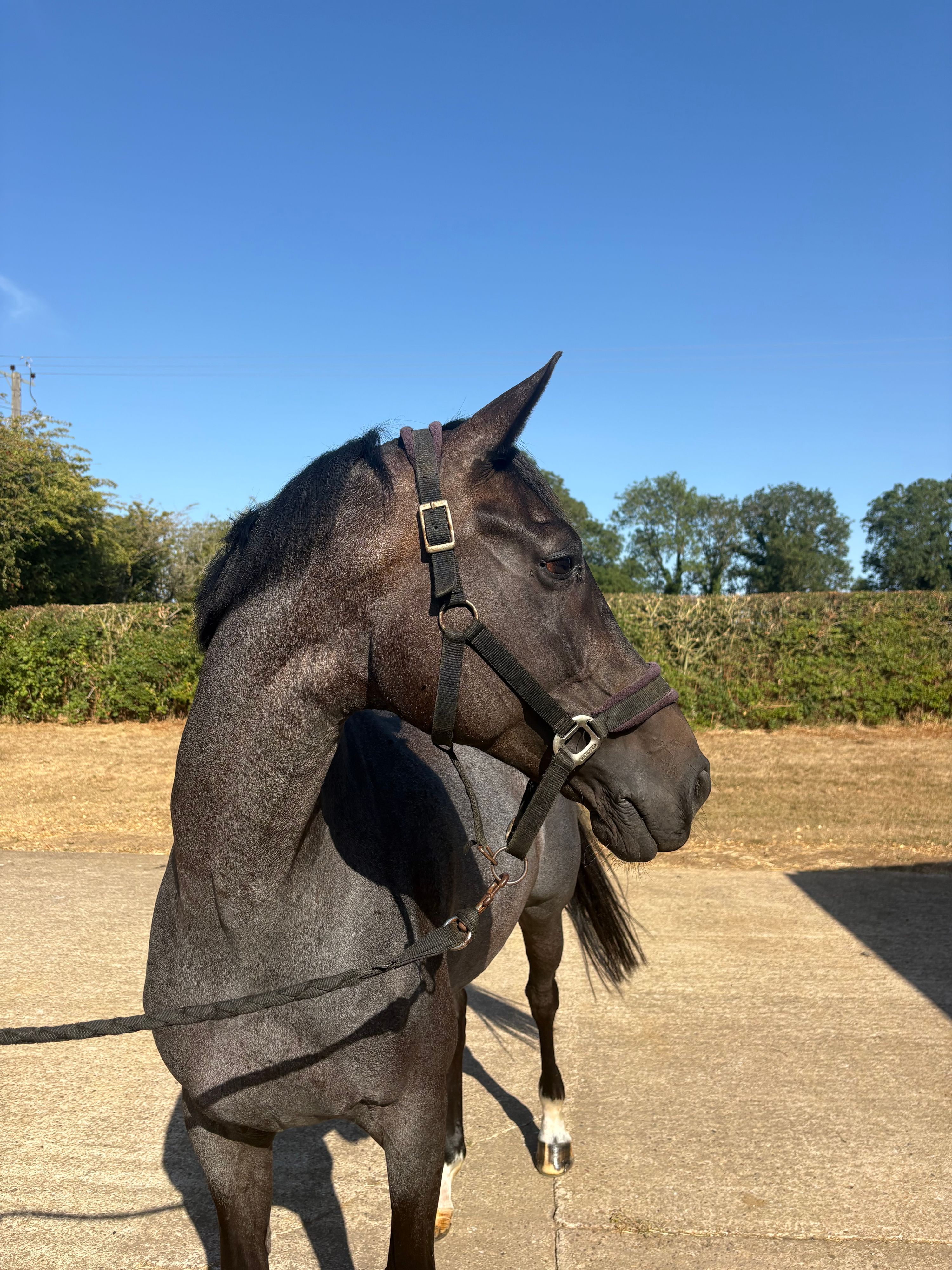 eventingpaard merrie 10 jaar andere-kleur te koop - Foto 2