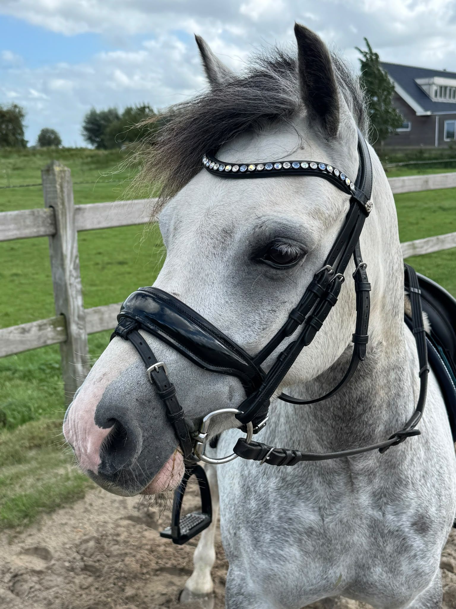 Beautiful Welsh pony with a great attitude!