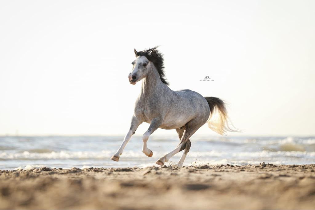 welsh-cob ruin 7 years old schimmel for sale - Photo 4