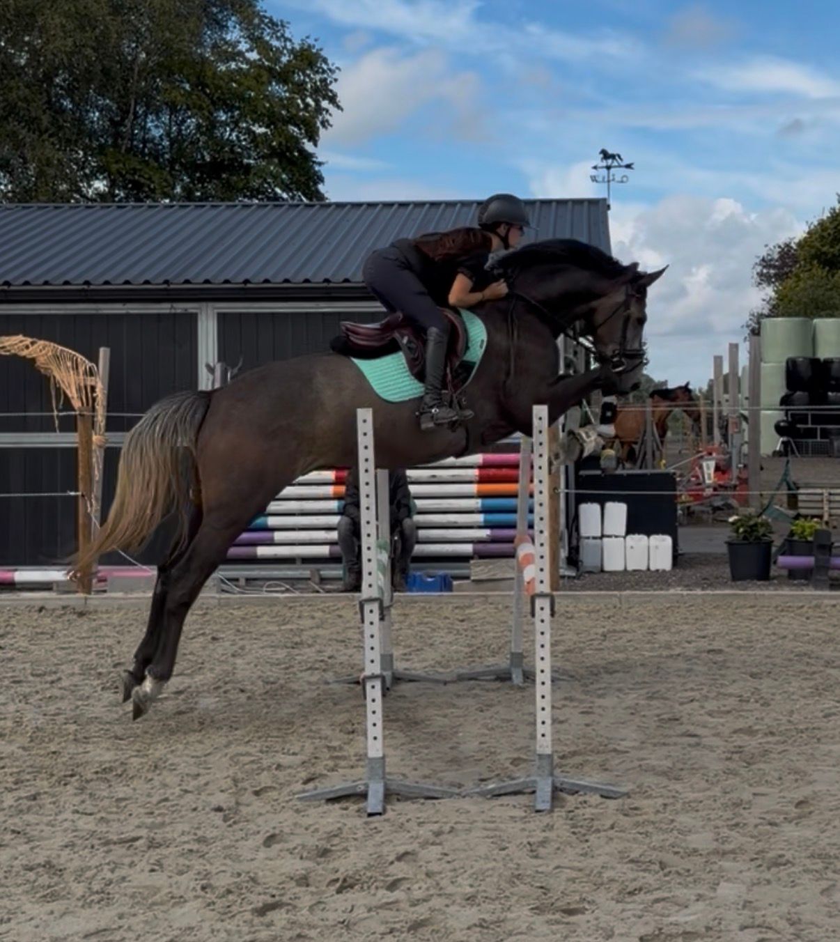 kwpn dressuurpaard ruin 5 years old schimmel for sale - Photo 2
